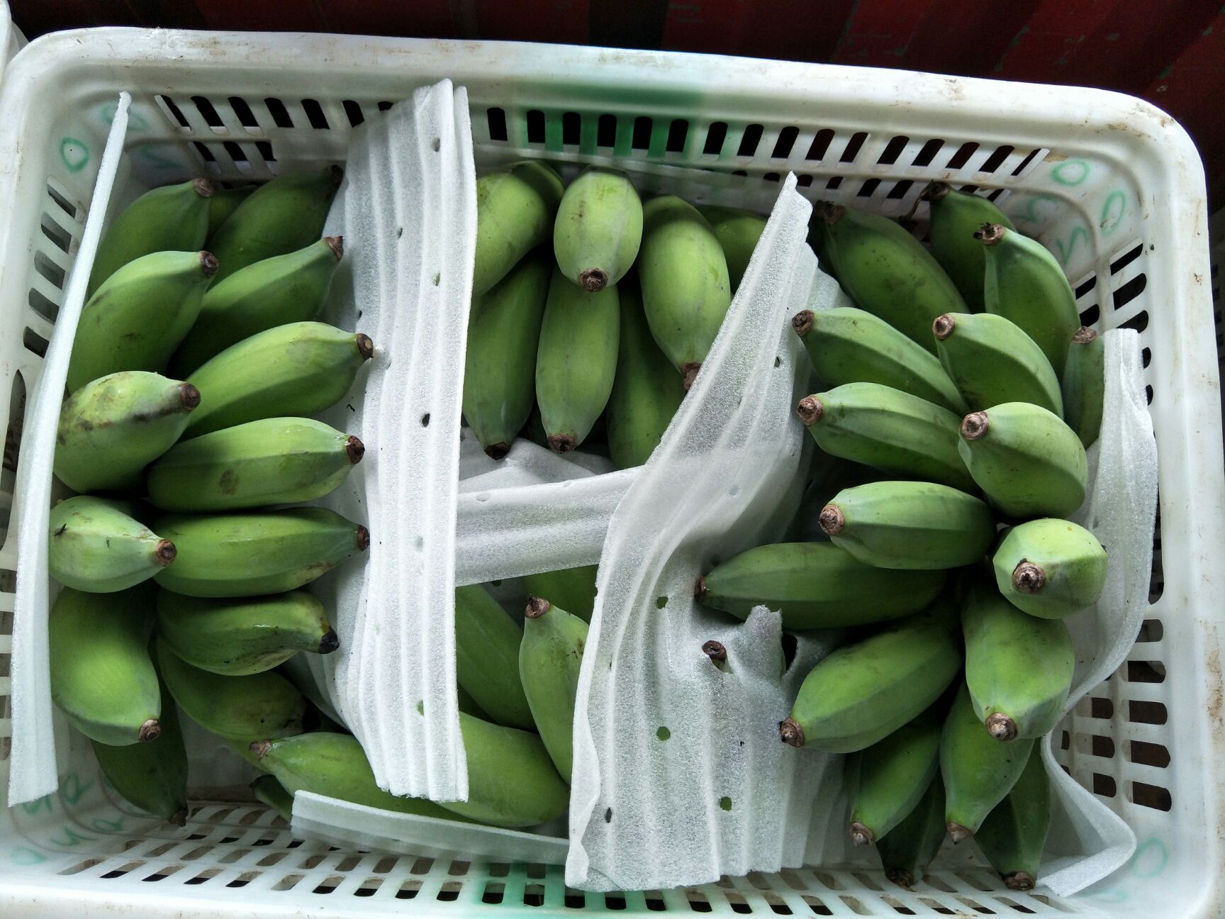 西贡蕉哪里有卖 - 西贡蕉货源 -西贡蕉图片\/价格