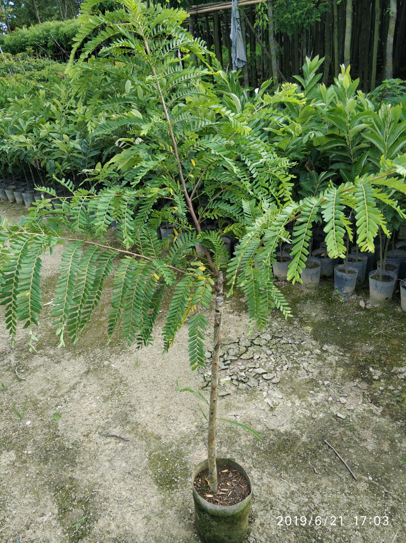 余甘果苗 南方种植水果树苗甜种牛甘油甘苗嫁接余甘苗带叶室外绿植