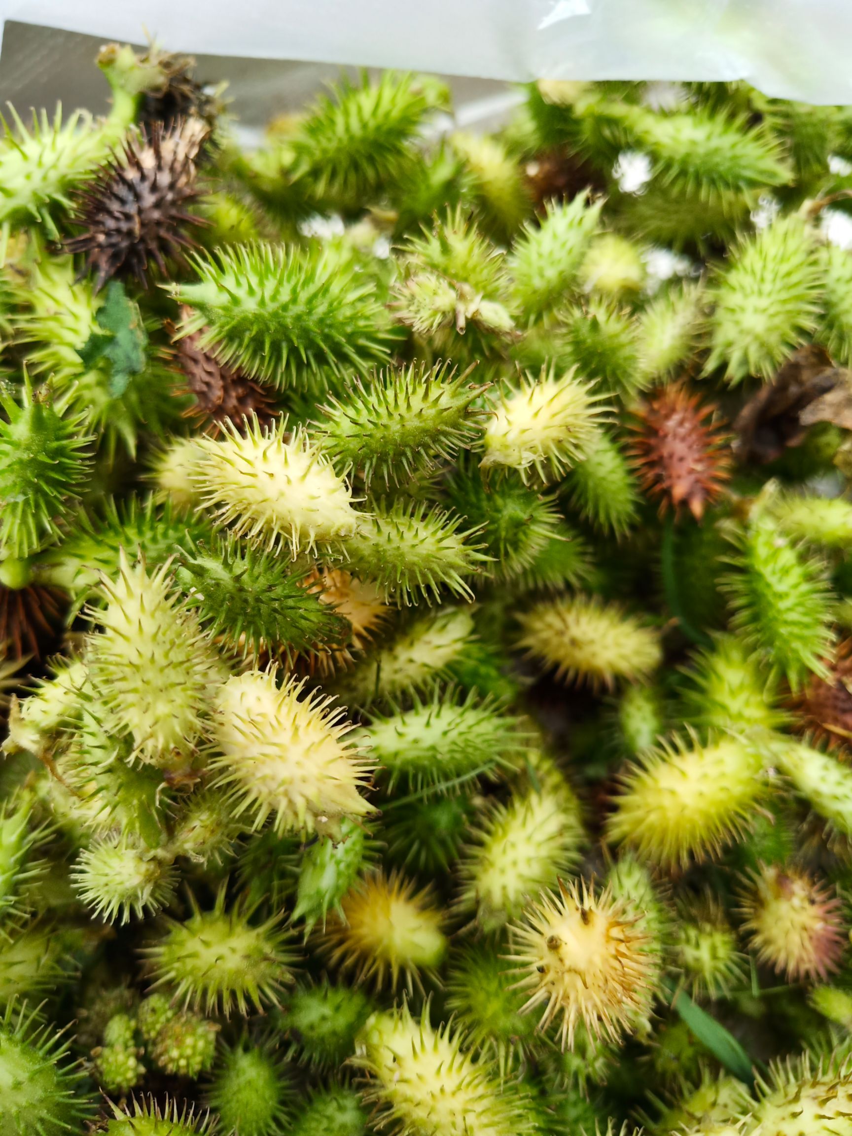 苍耳子