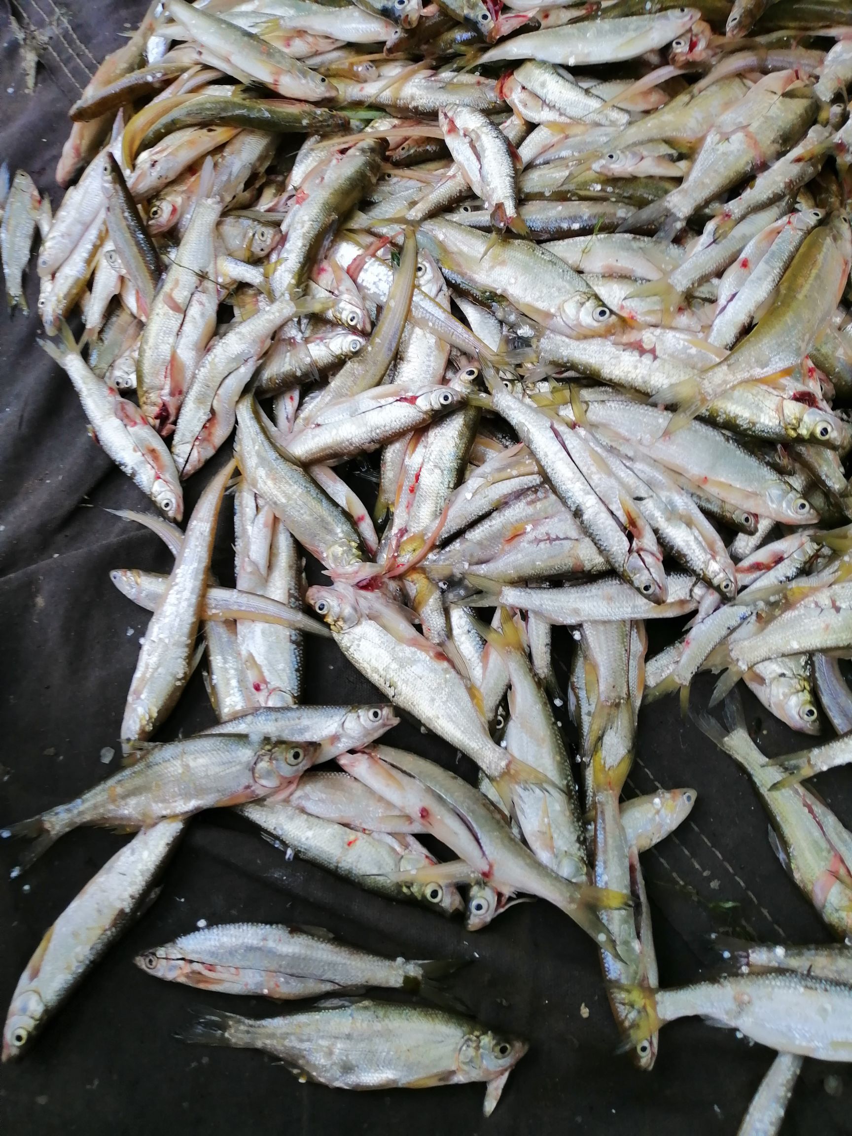 新鲜蓝刀鱼