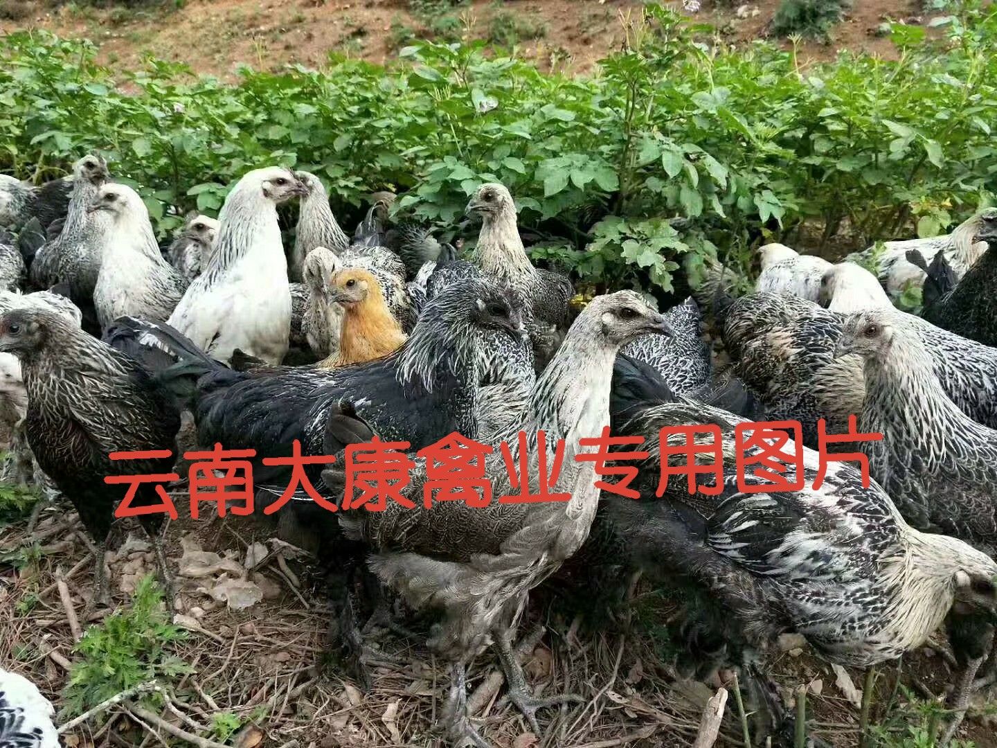 云南昆明官渡区土鸡苗 青花场家直销一手货源品种有保证正常云南周边