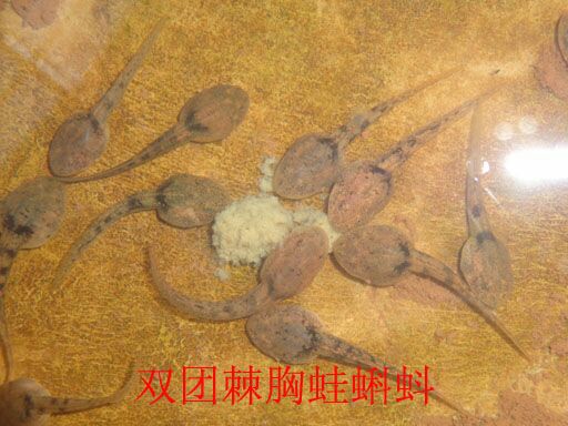 [石蛙肉批发]石蛙肉 石蛙养殖，销售，技术咨询服务价格138元\/斤 10斤起批
