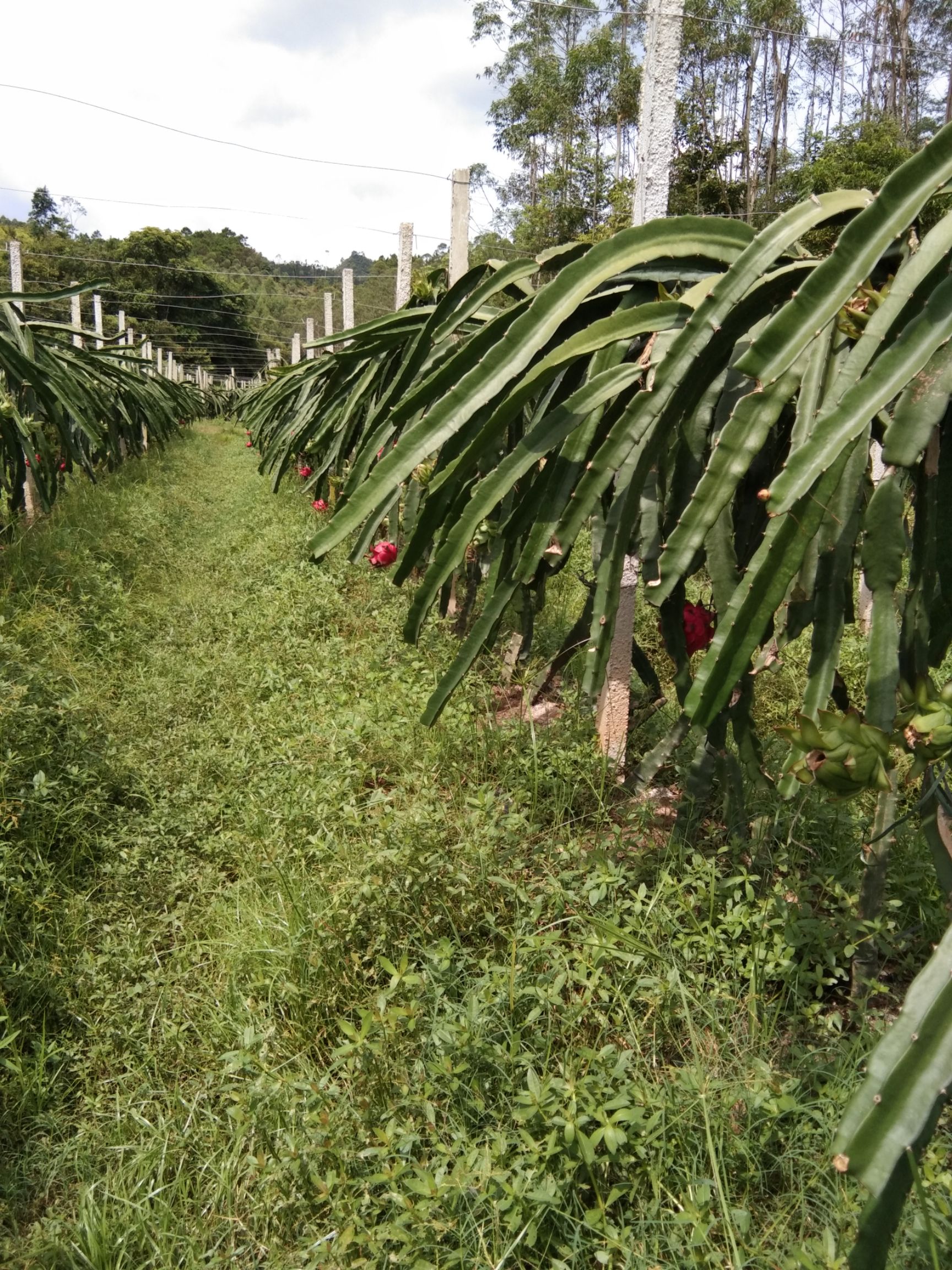 广西玉林博白火龙果种植基地