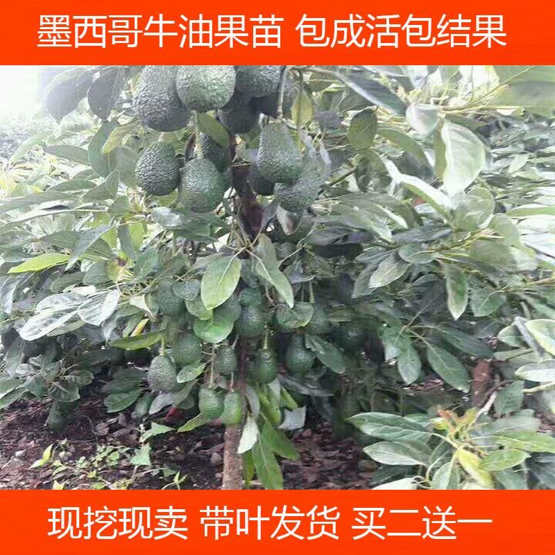 哈斯牛油果苗 越南青瓜牛油果树苗 牛油果嫁接苗 桂肯牛油果树