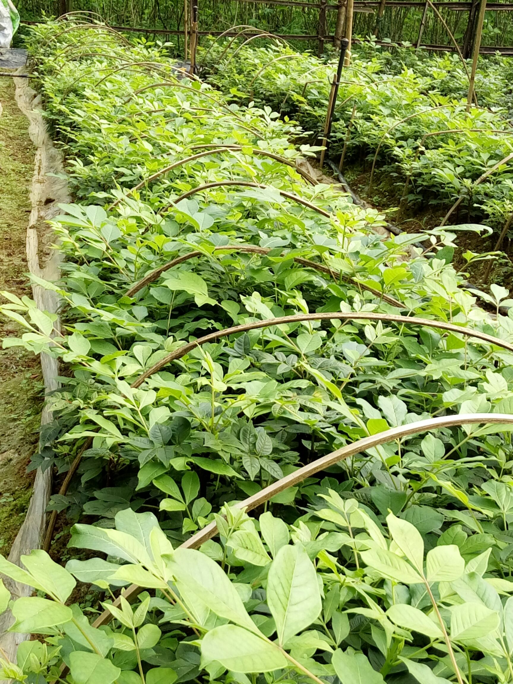 [吴茱萸苗批发]吴茱萸苗 纯正江西中花吴茱萸杆插苗十月火爆上市价格