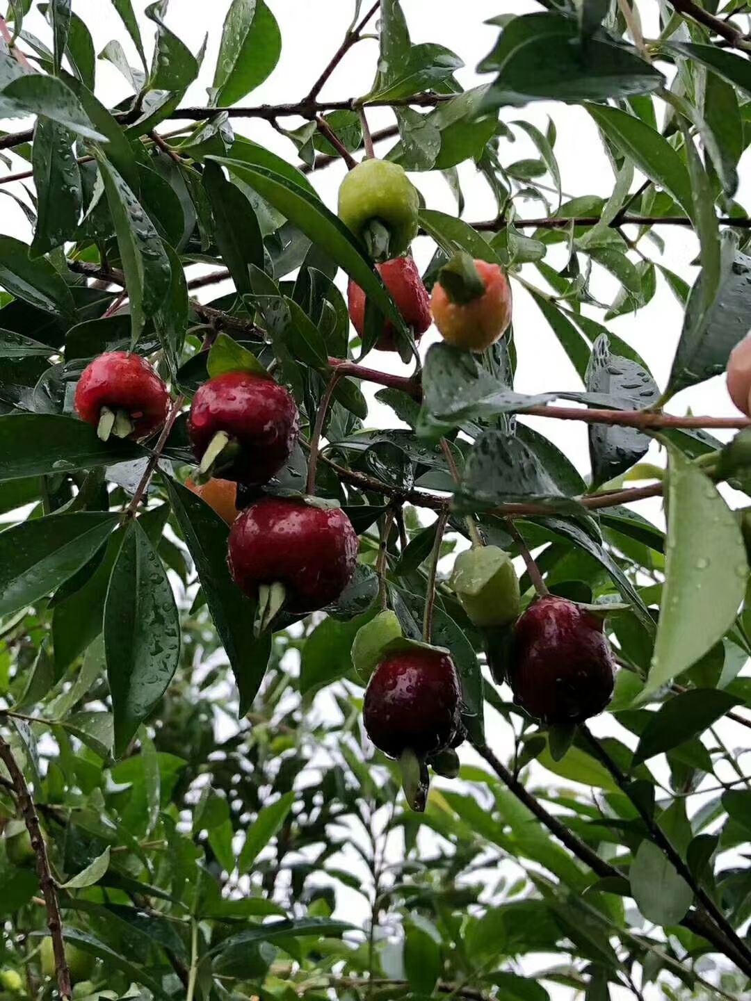 巴西樱桃苗 大果樱桃树苗巴西黑玫瑰大果樱桃庭院种植阳台盆盆栽