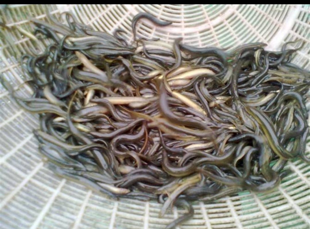 台湾泥鳅钓鱼专用小泥鳅