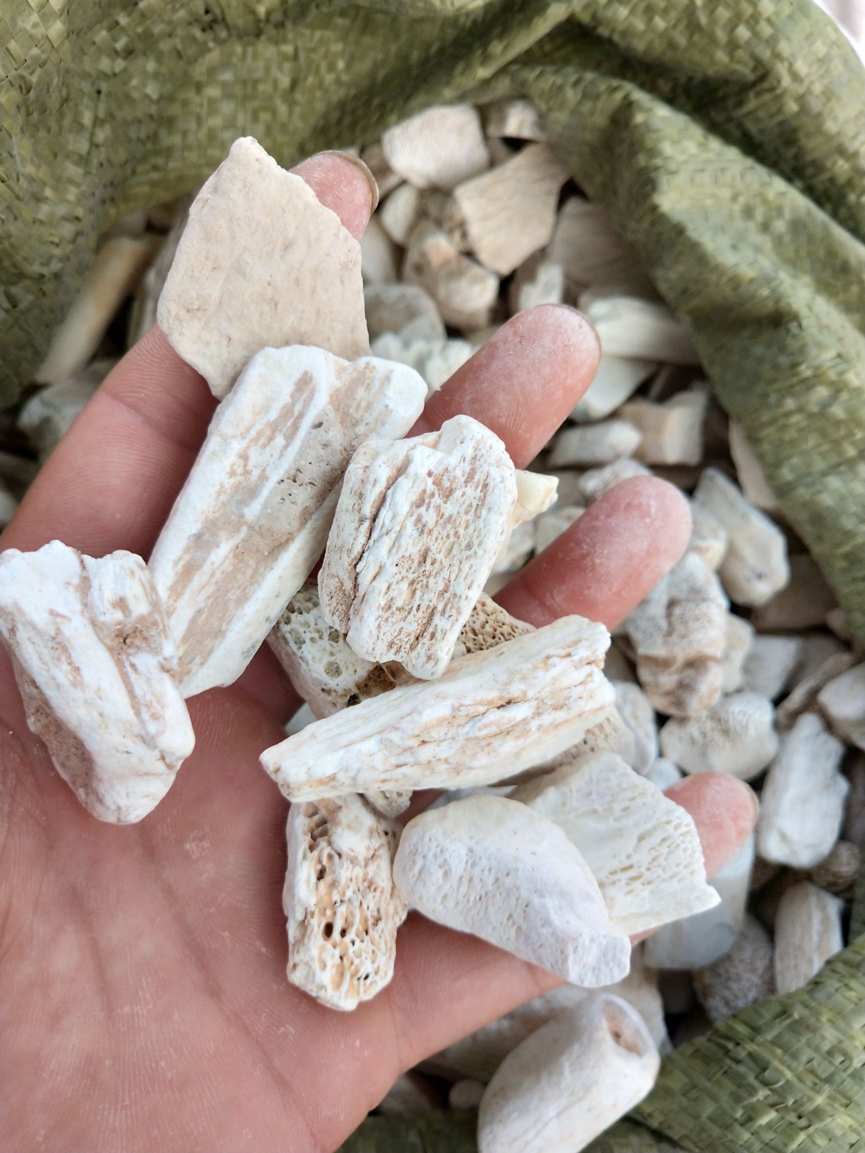 龙骨 煅龙骨 中药材批发