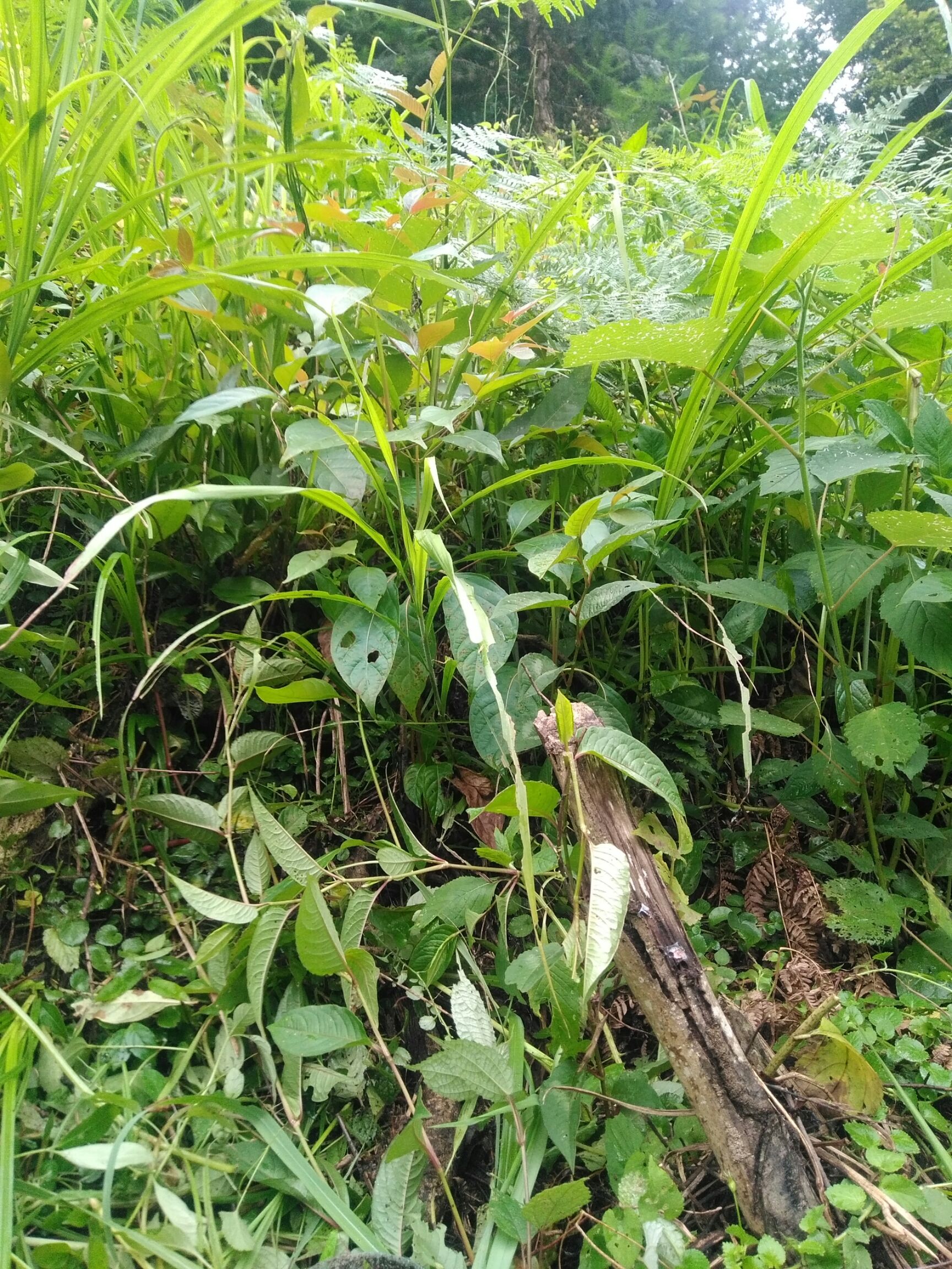 供应大厅  种子种苗  钩藤苗   商品详情 纯野生各种树苗,需要的请