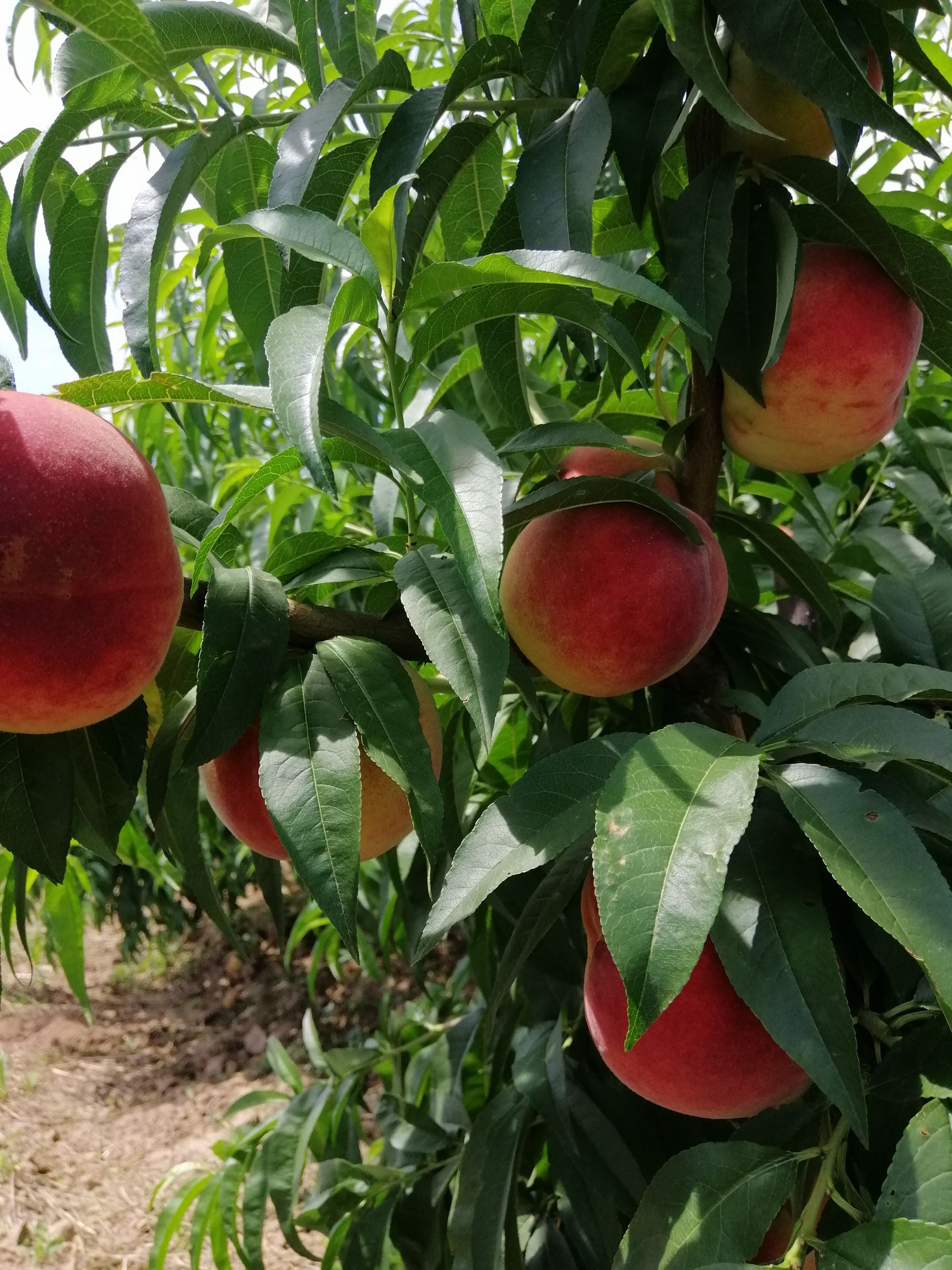 红不软桃 新红宝,红不软,620脆密红已大量上市,色泽鲜艳,味道甜美!
