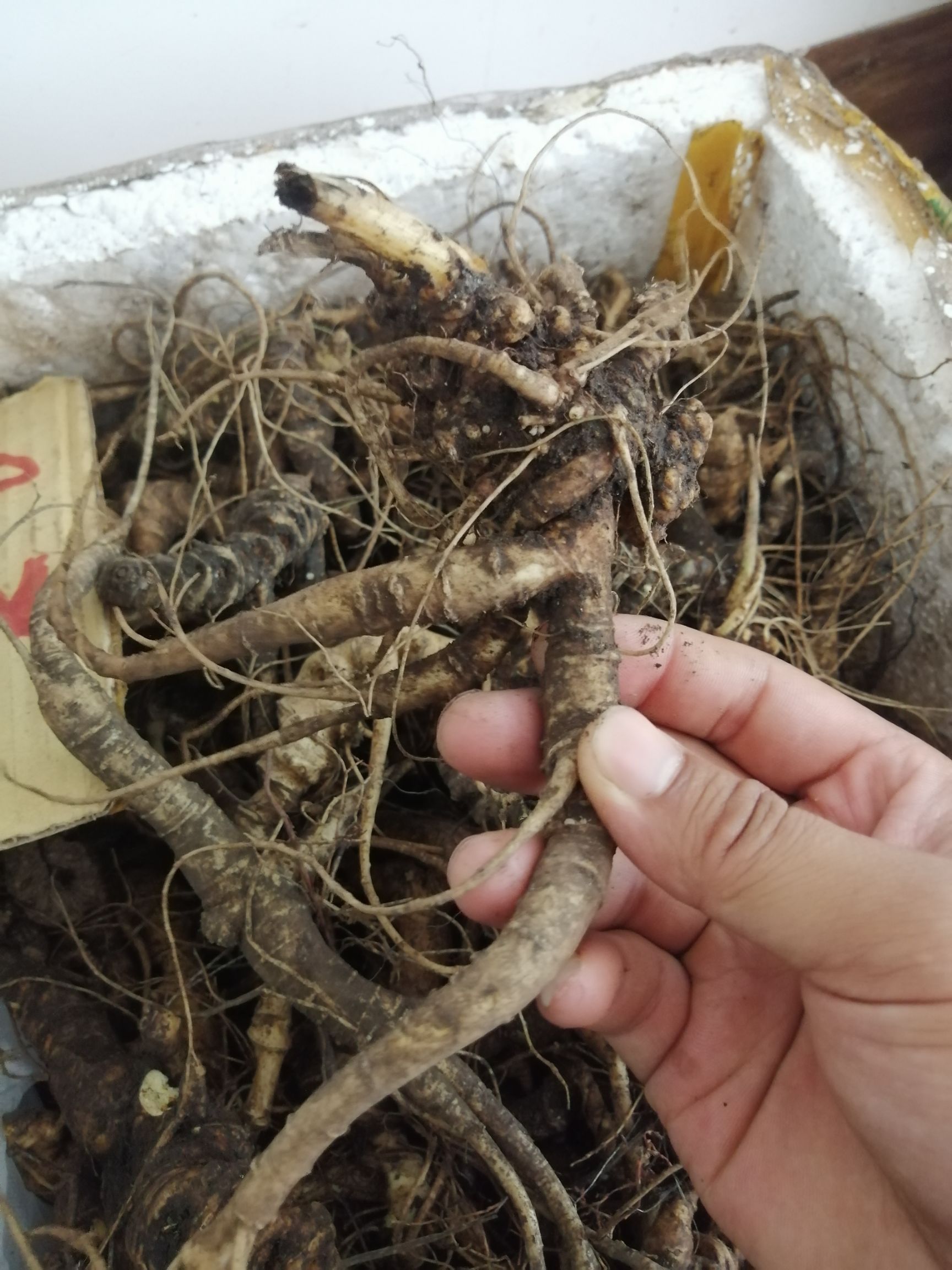 竹节三七 竹节参 鲜货