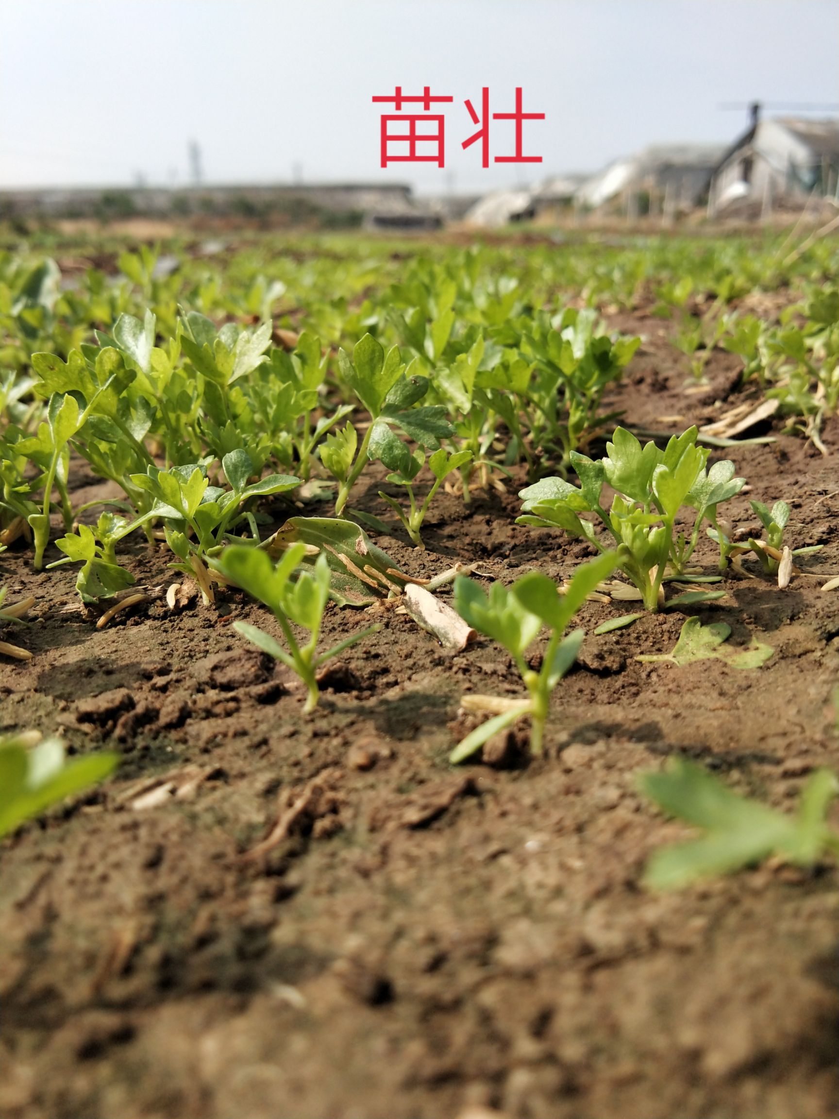 新茬芹菜苗