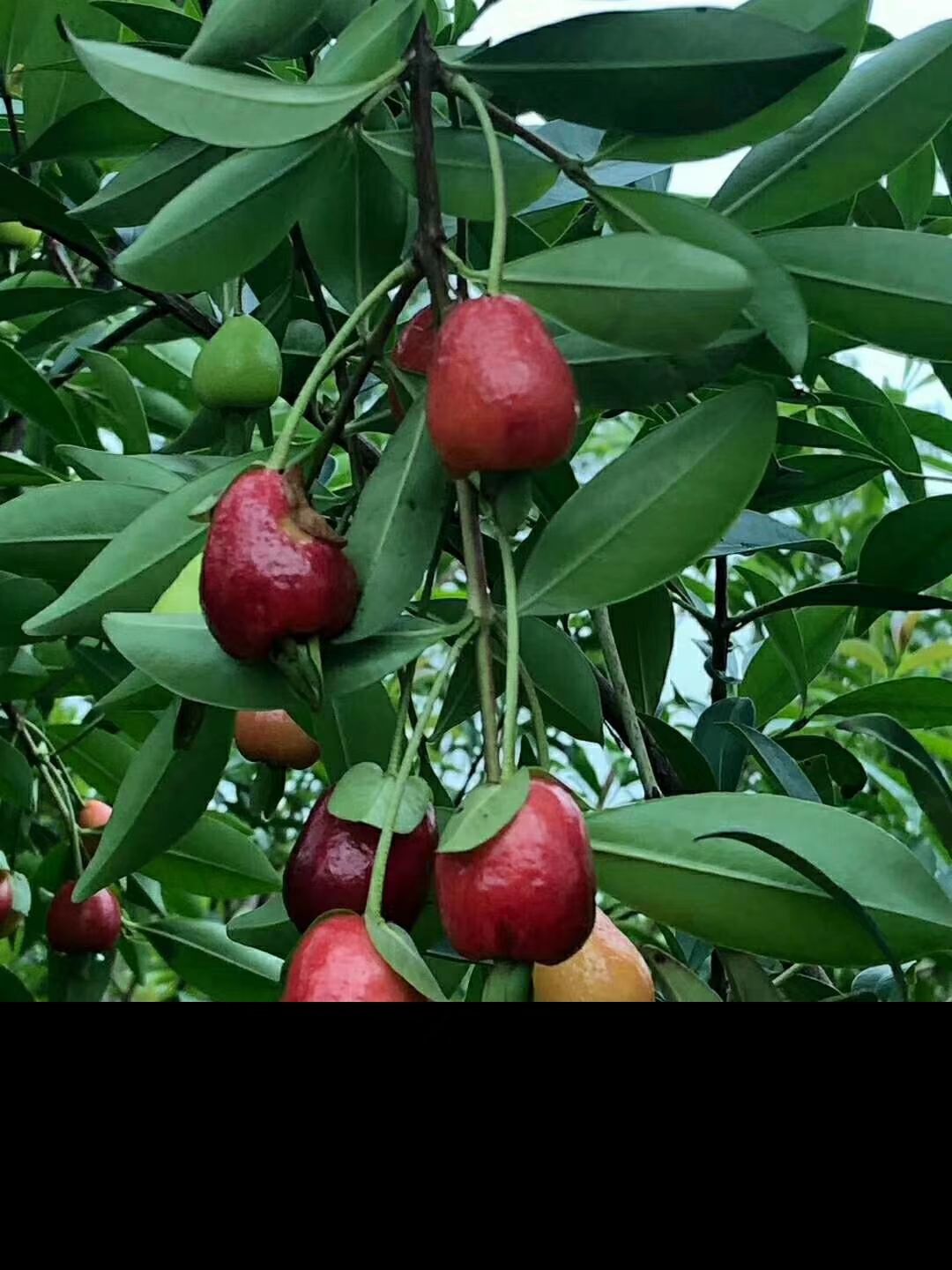 巴西樱桃苗 大果樱桃树苗巴西黑玫瑰大果樱桃庭院种植阳台盆盆栽