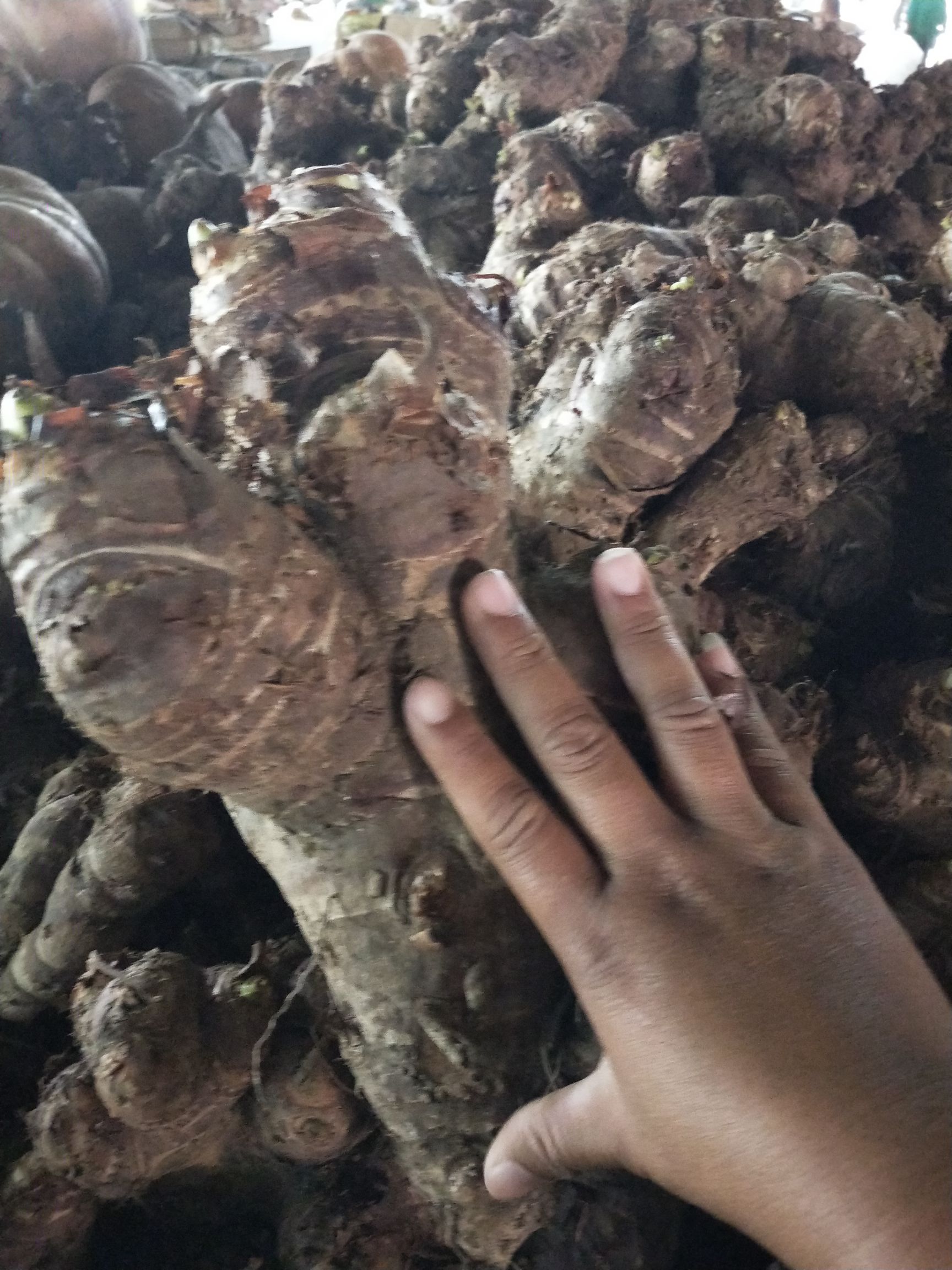 [人头芋批发]人头芋 老象芋山地种植价格3.8元/斤