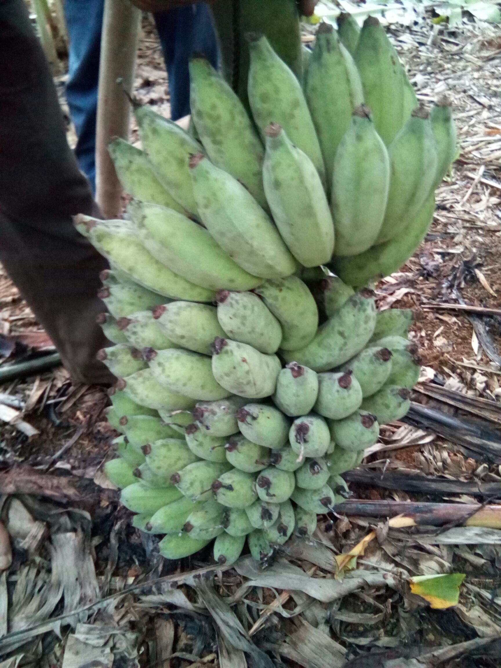 西贡蕉哪里有卖 - 西贡蕉货源 -西贡蕉图片\/价格