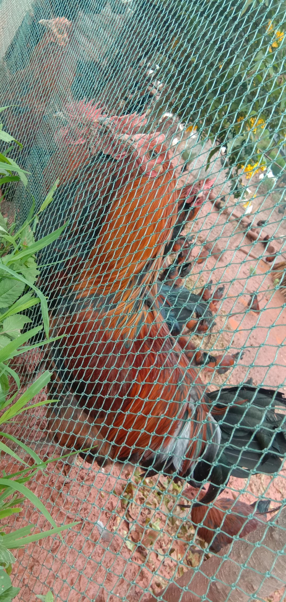 农村杂粮散养宪鸡