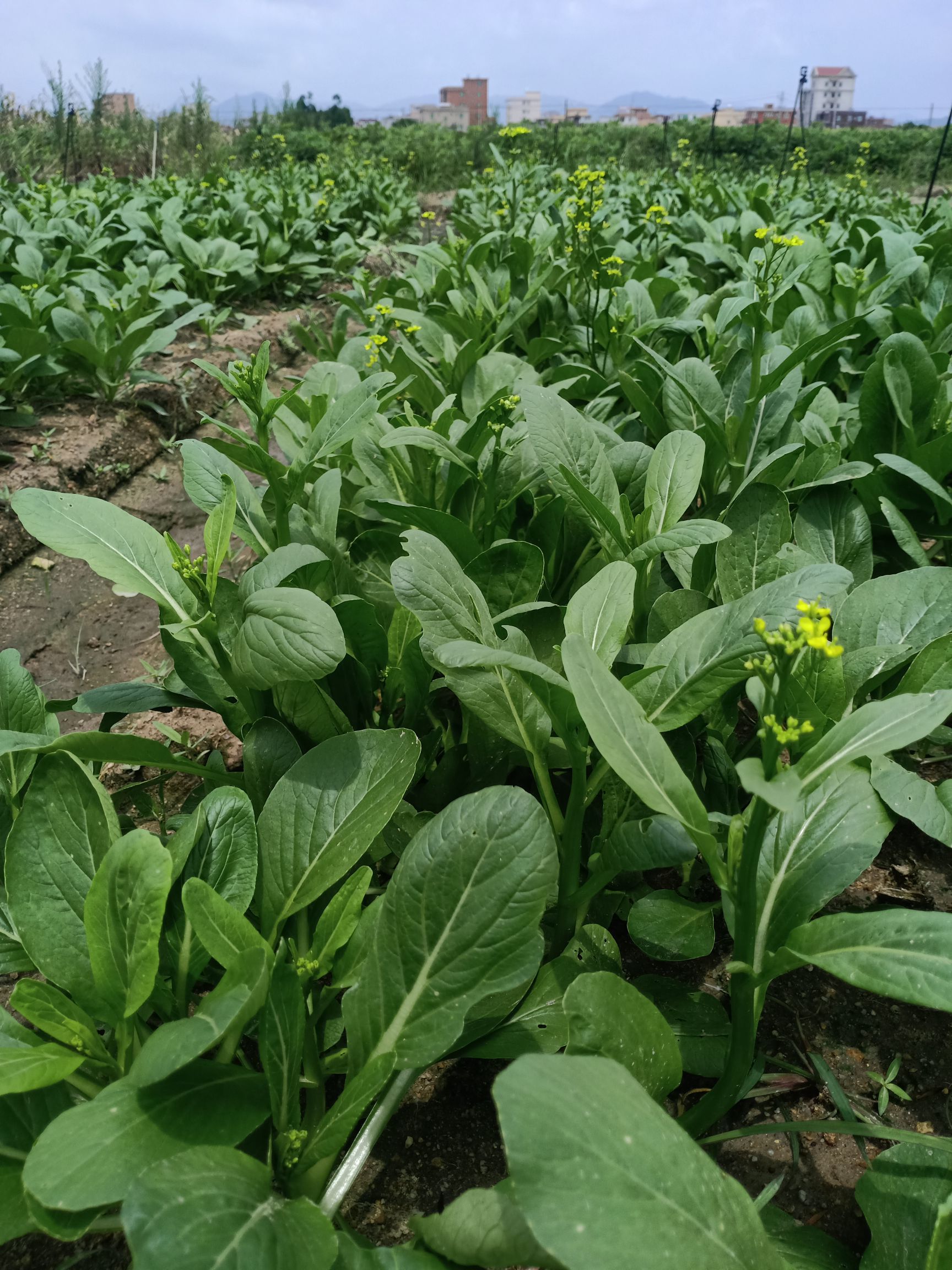 尖叶菜心 10~15cm