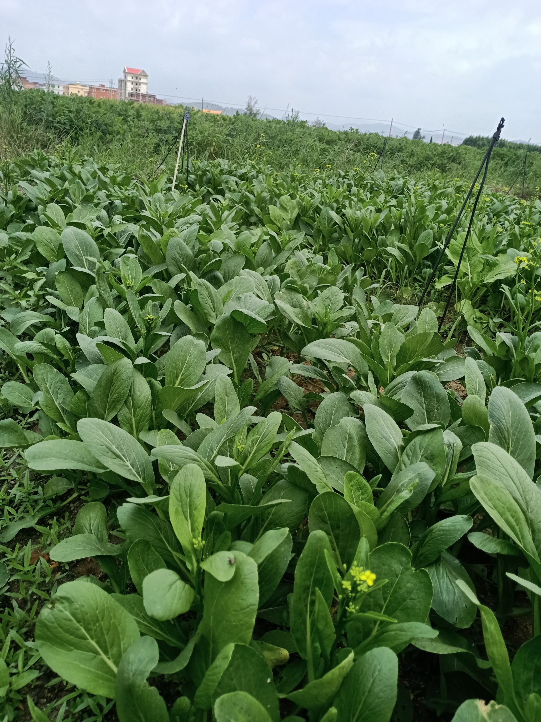 尖叶菜心 10~15cm
