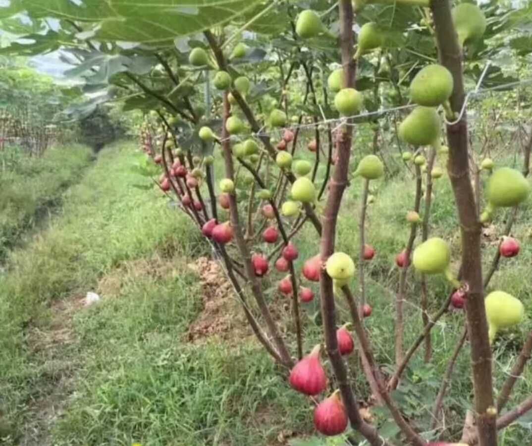 供应大厅  种子种苗  无花果树苗