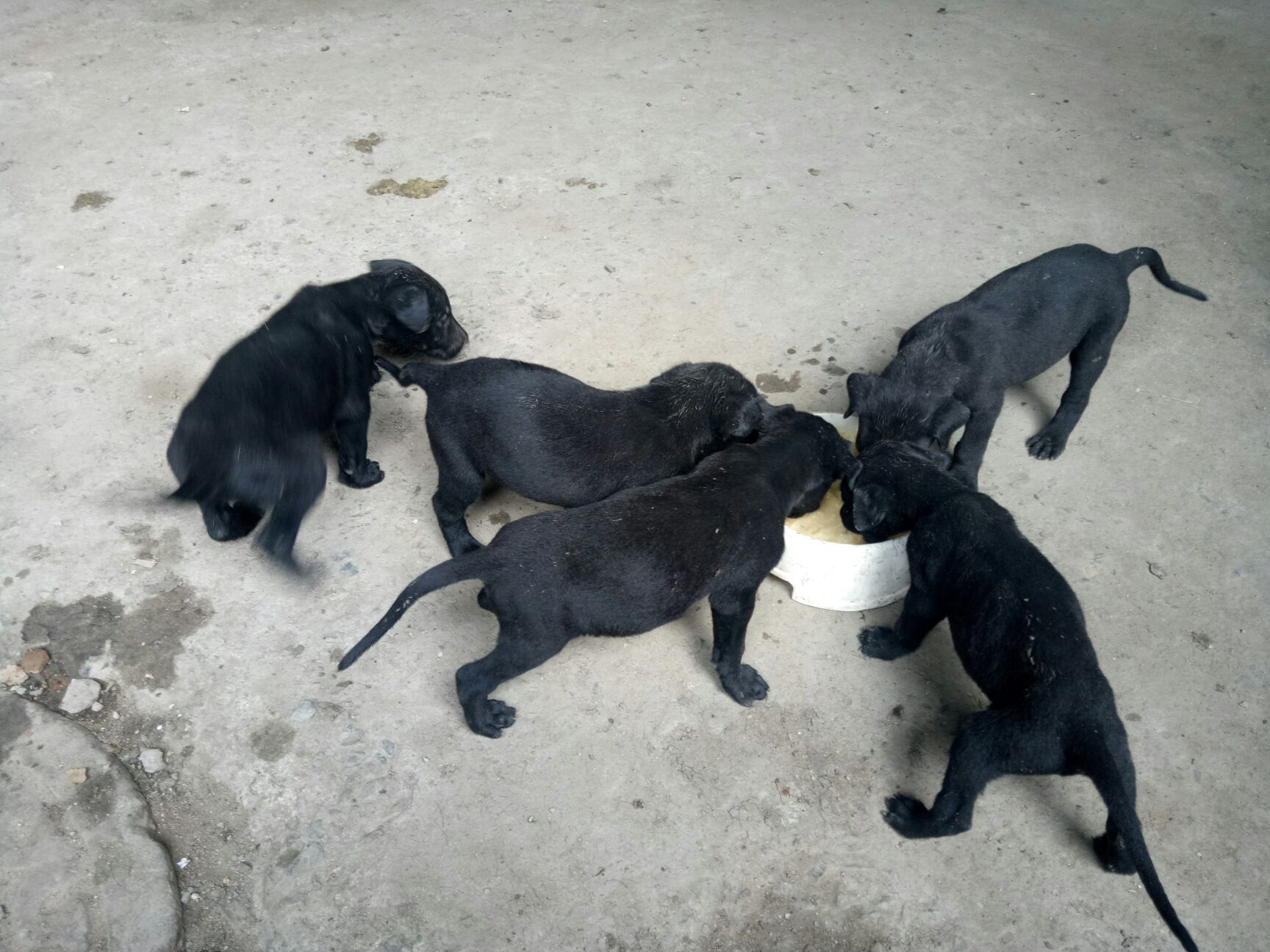 黑狼犬 黑狼幼仔,接受预定