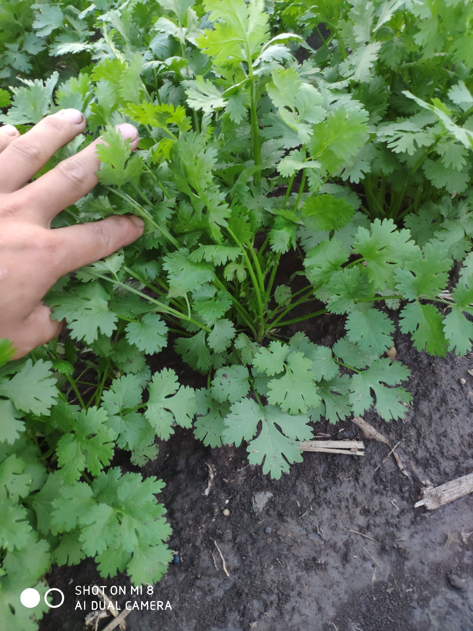 大叶香菜,纯绿色无污染,没有农药和化肥,有3亩地