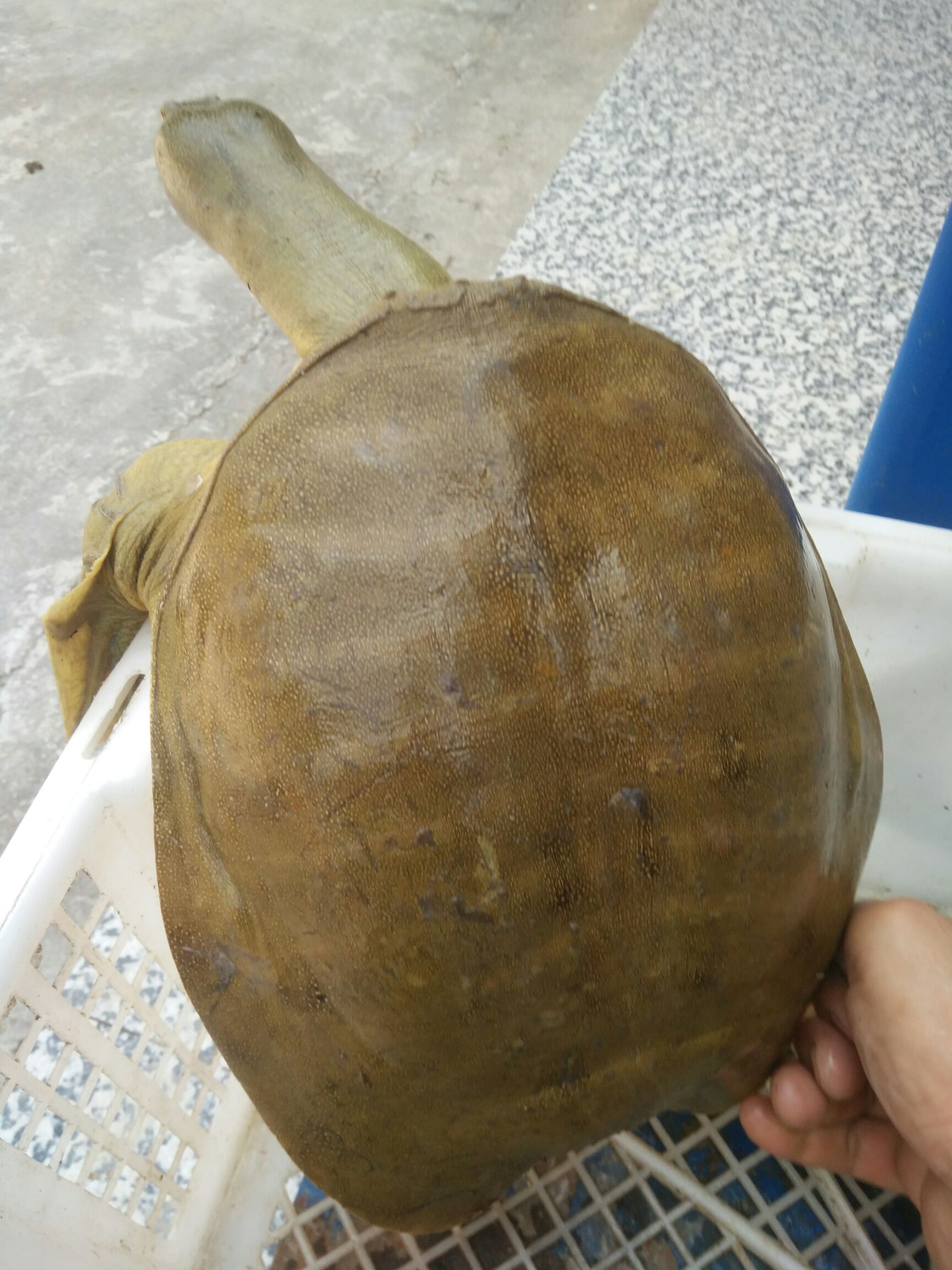 大河甲鱼