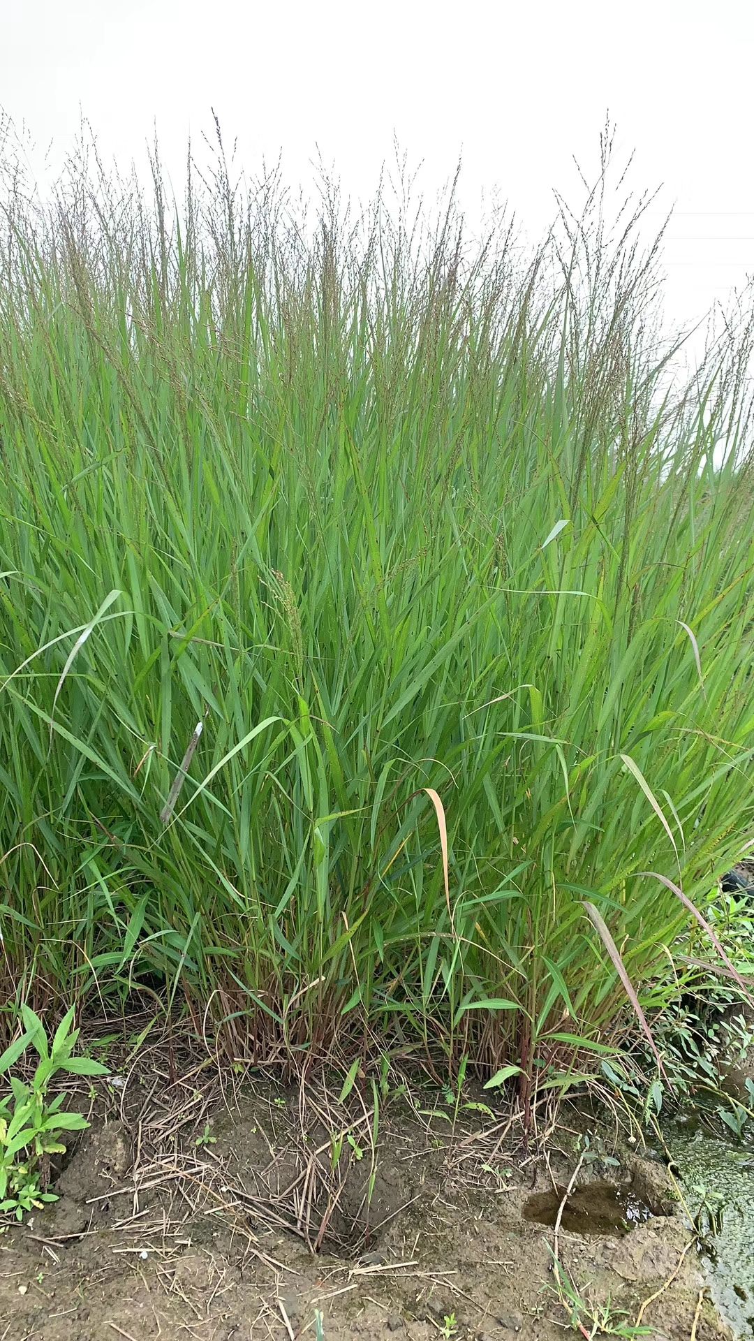柳枝稷 观赏草,基地大量供应