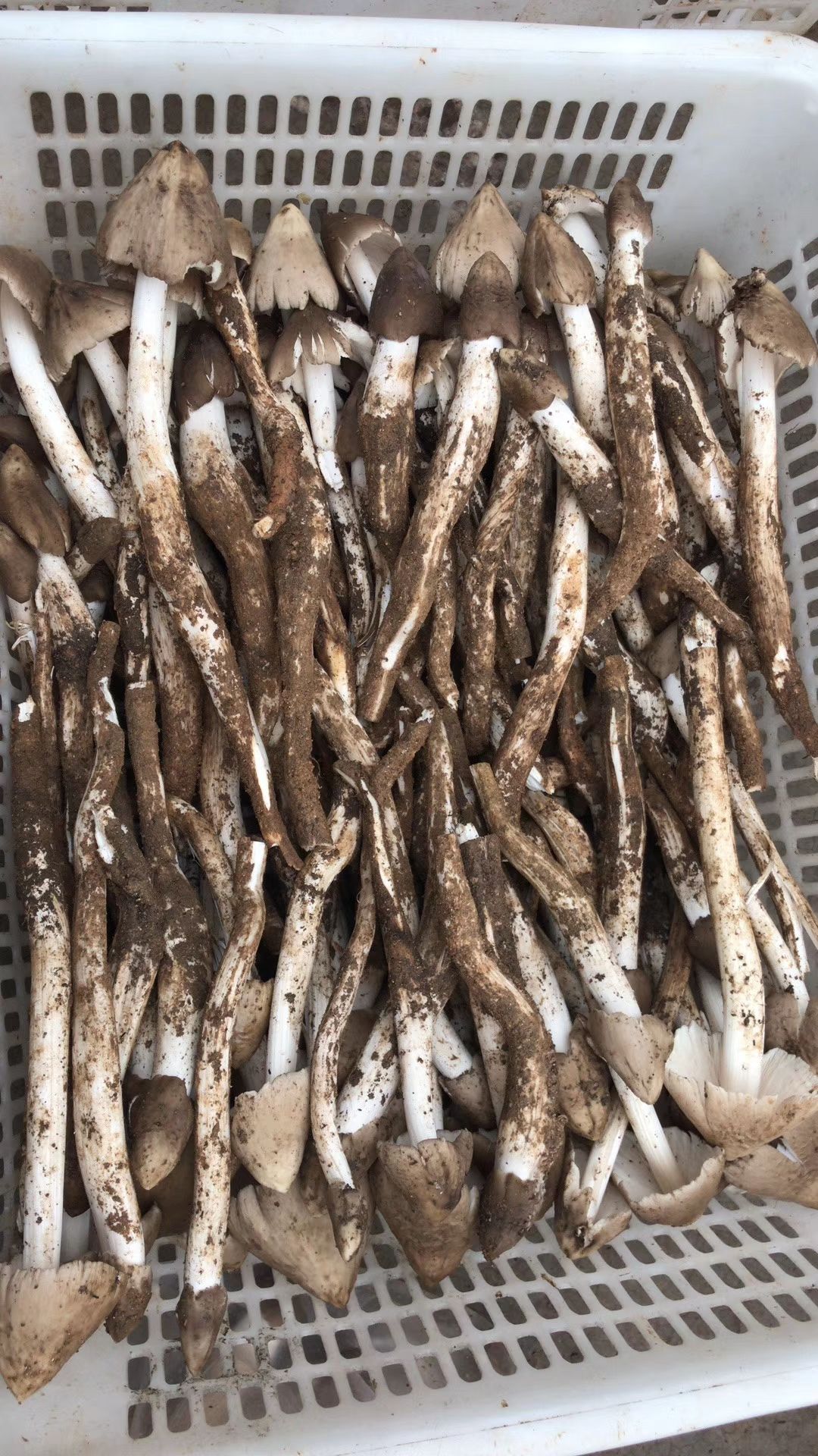 鸡枞菌菌种