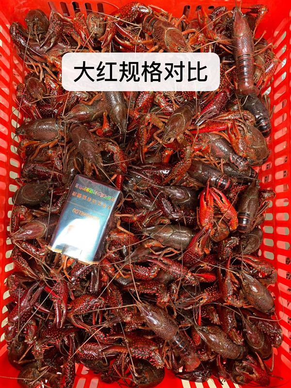 [红壳小龙虾批发]红壳小龙虾 4-6钱 价格10元/斤 - 惠农网