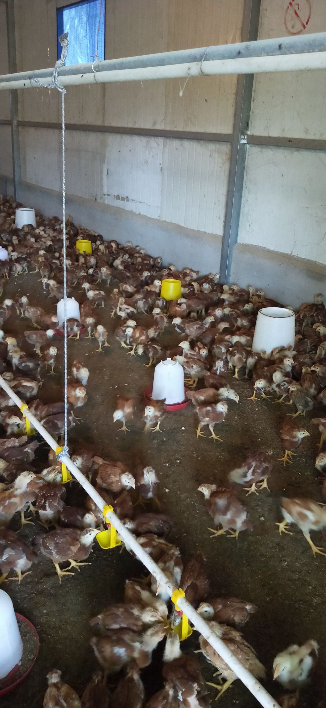 长年供应b380脱温鸡苗一路技术指导跟踪质量第一