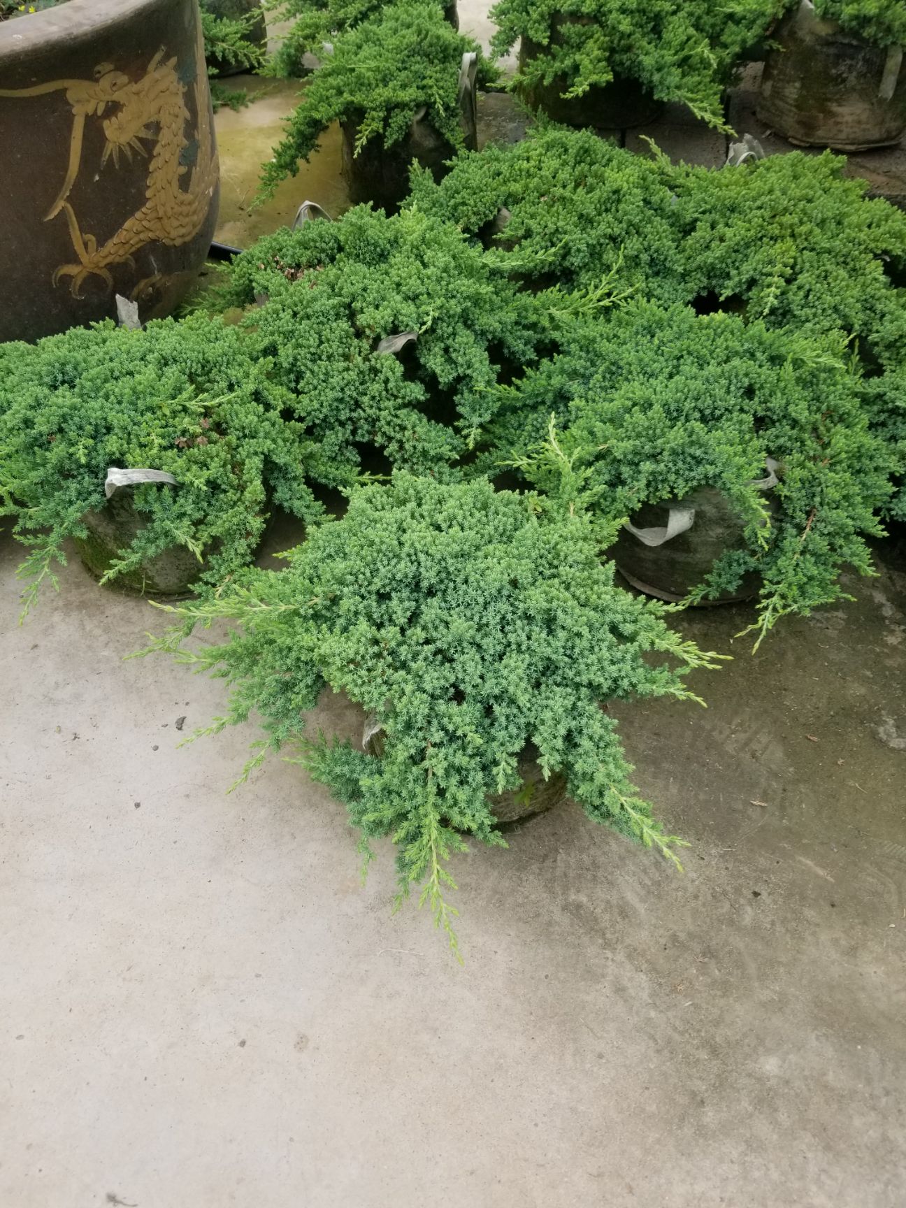 景观盆栽 供应新西兰珍珠地柏盆栽