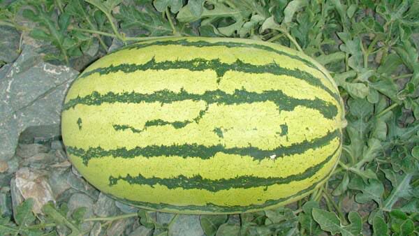 [金城5号西瓜批发]金城5号西瓜 15斤打底 9成熟