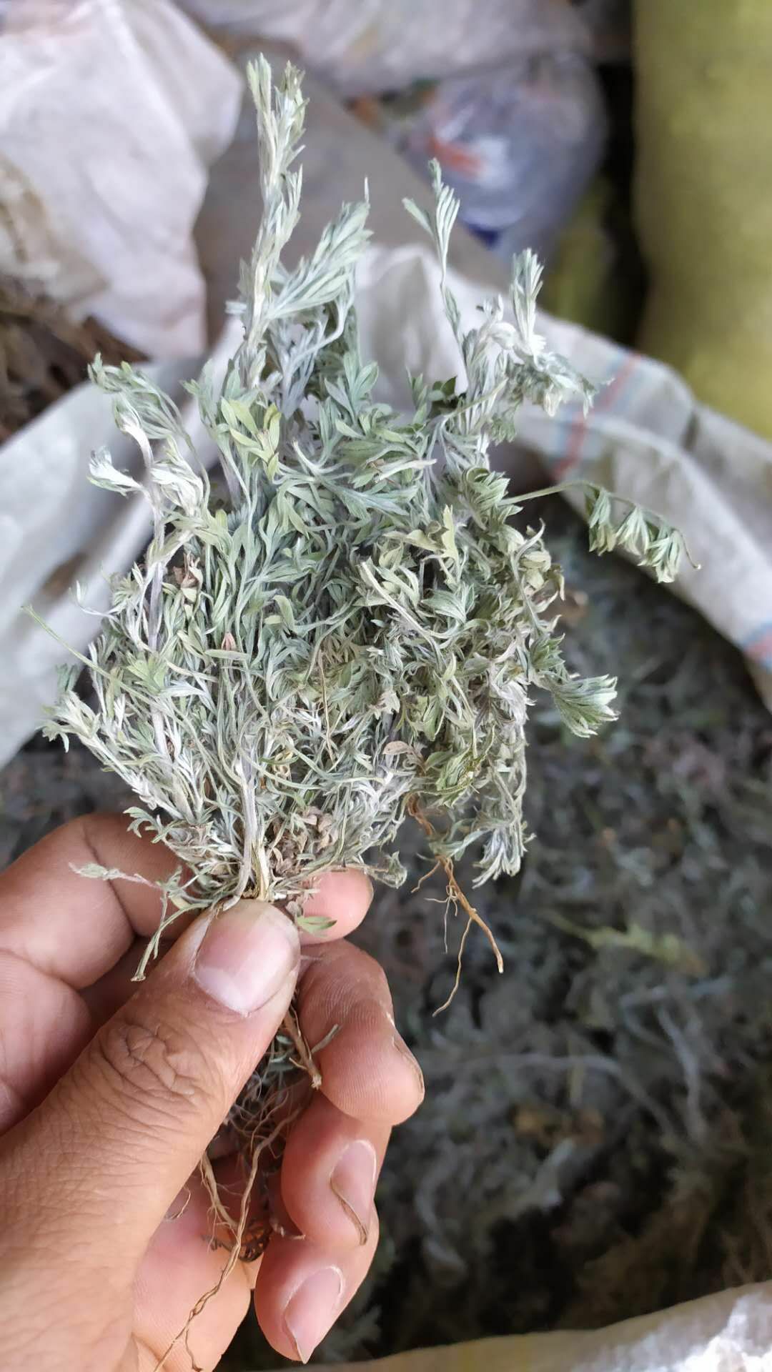 中药材茵陈生新货茵陈生白蒿绵棉茵陈大货供