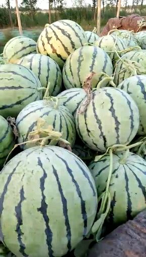 [京欣西瓜批发] 禹城京欣二茬西瓜大量上市,皮毛