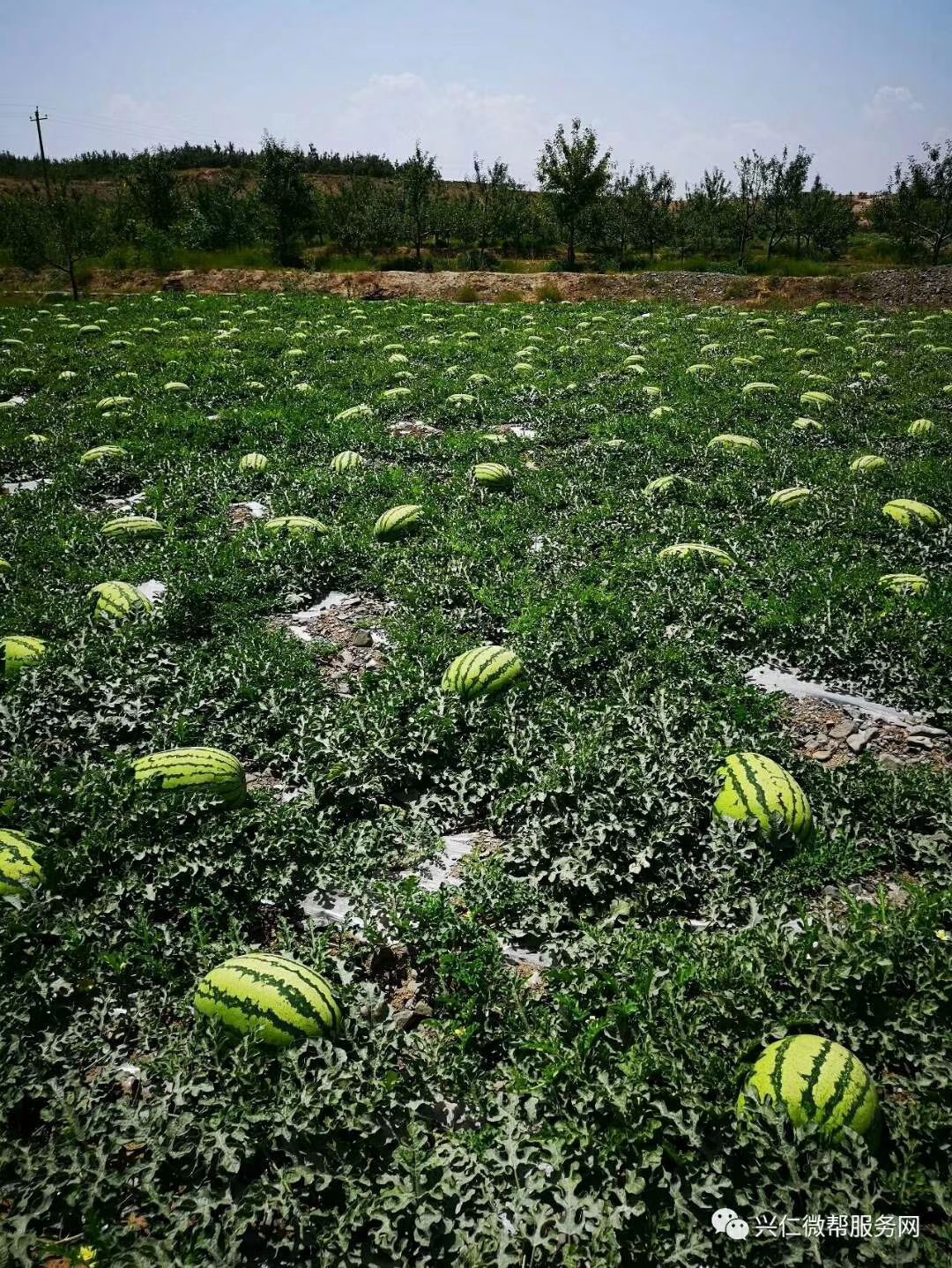 宁夏西瓜 宁夏硒砂瓜降价了!可以大量走货