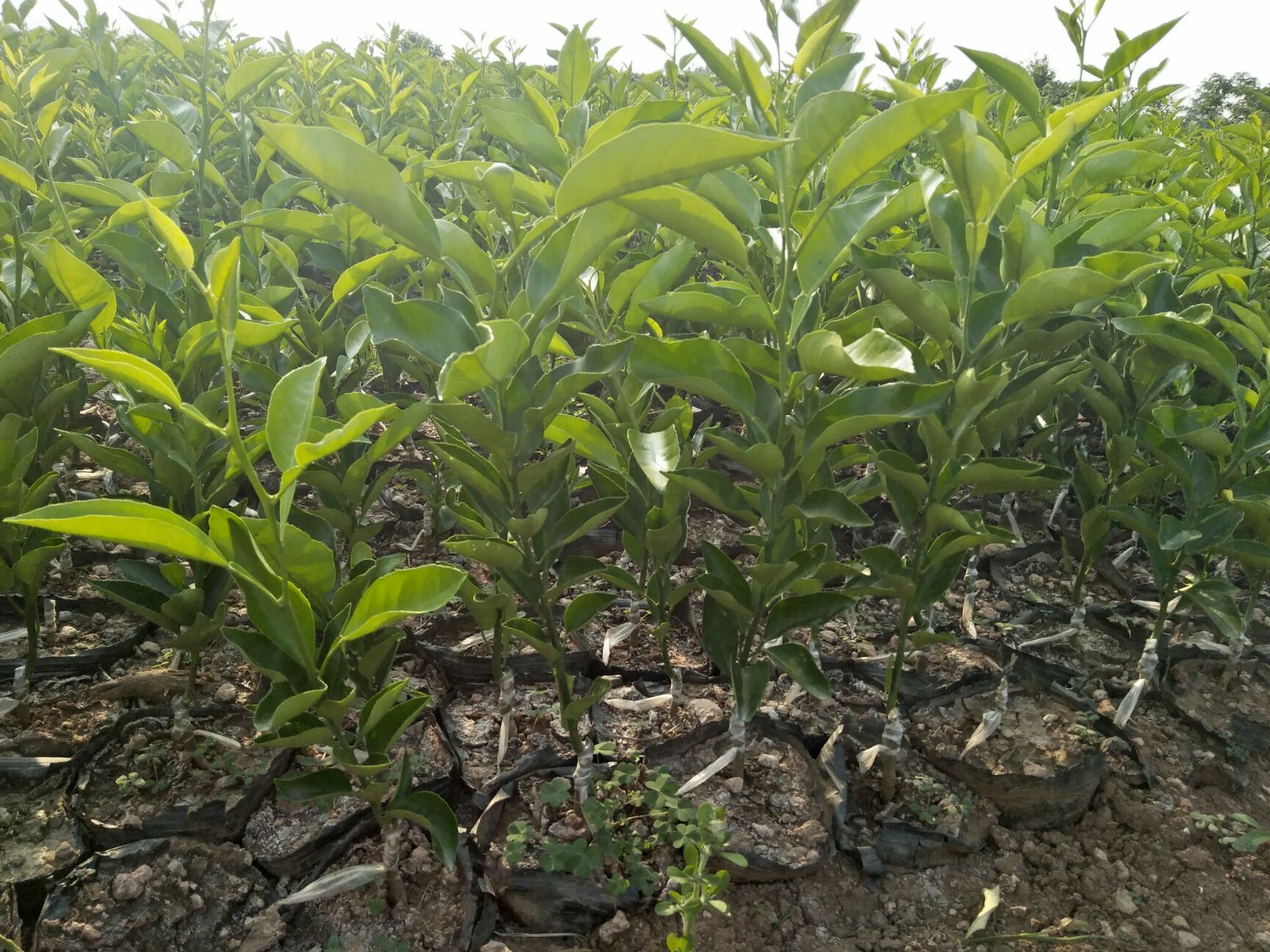 爱媛38号柑桔苗 柑橘苗