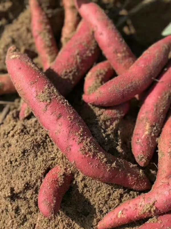 六鳌地瓜,六鳌红蜜薯,正宗大叶红蜜薯4量到1斤左右