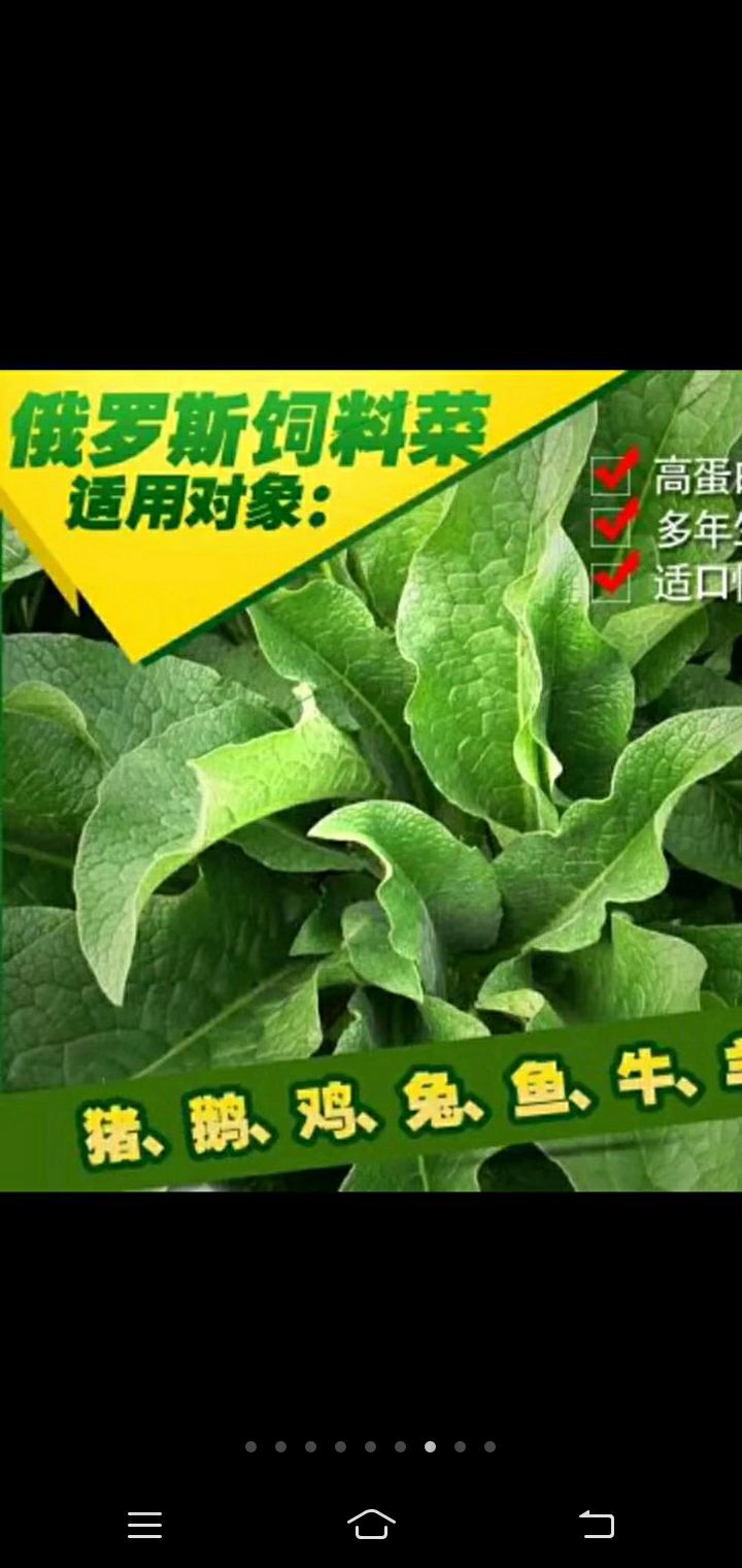 俄罗斯饲料菜种子 牛羊猪兔鹅的天然饲料多年生牧草