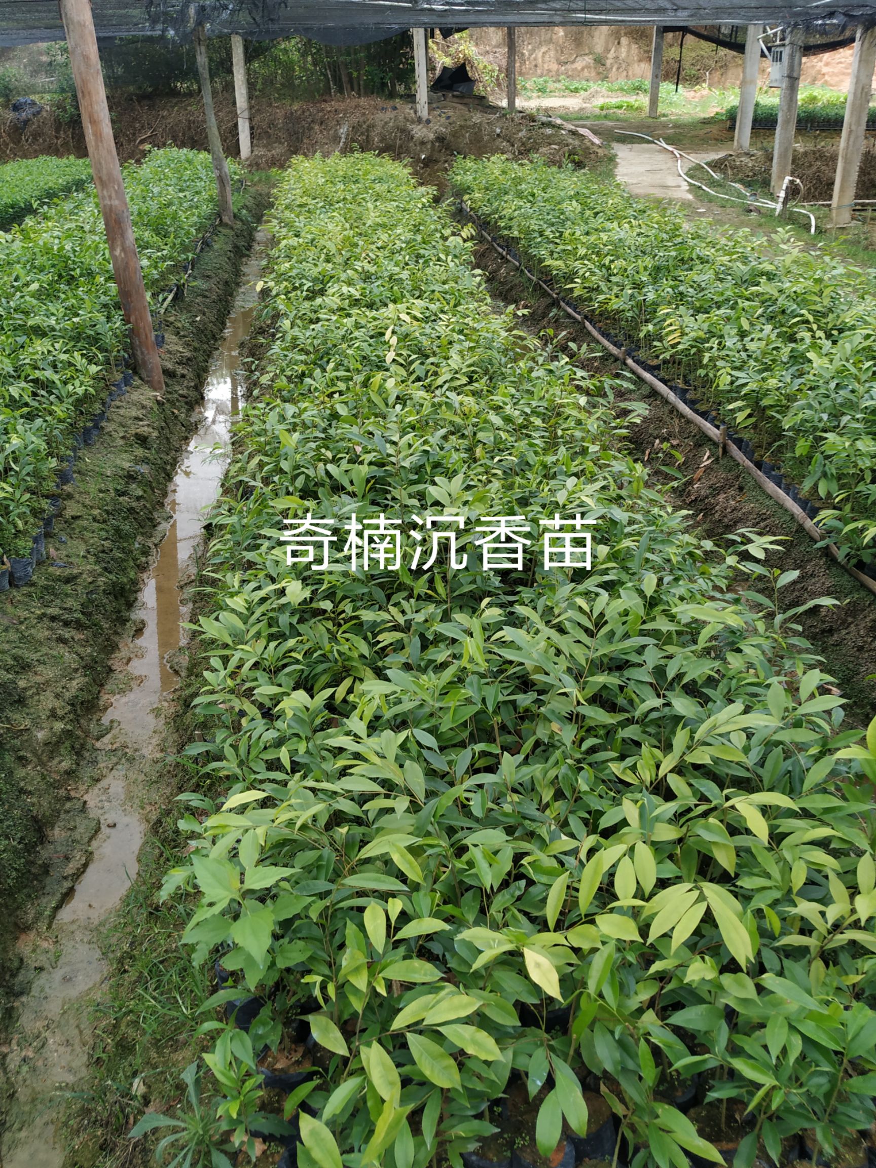 奇楠沉香树