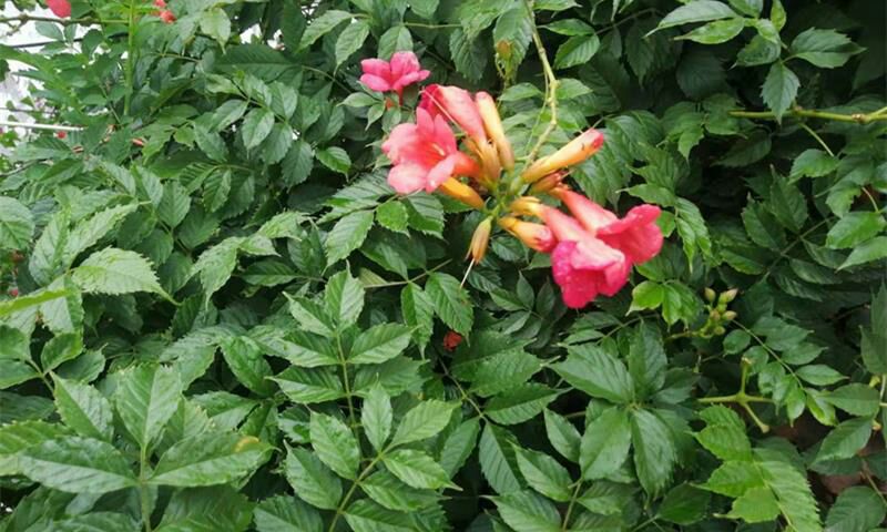 凌霄苗 凌霄花美国凌霄花爬藤花庭院栽植四季开花