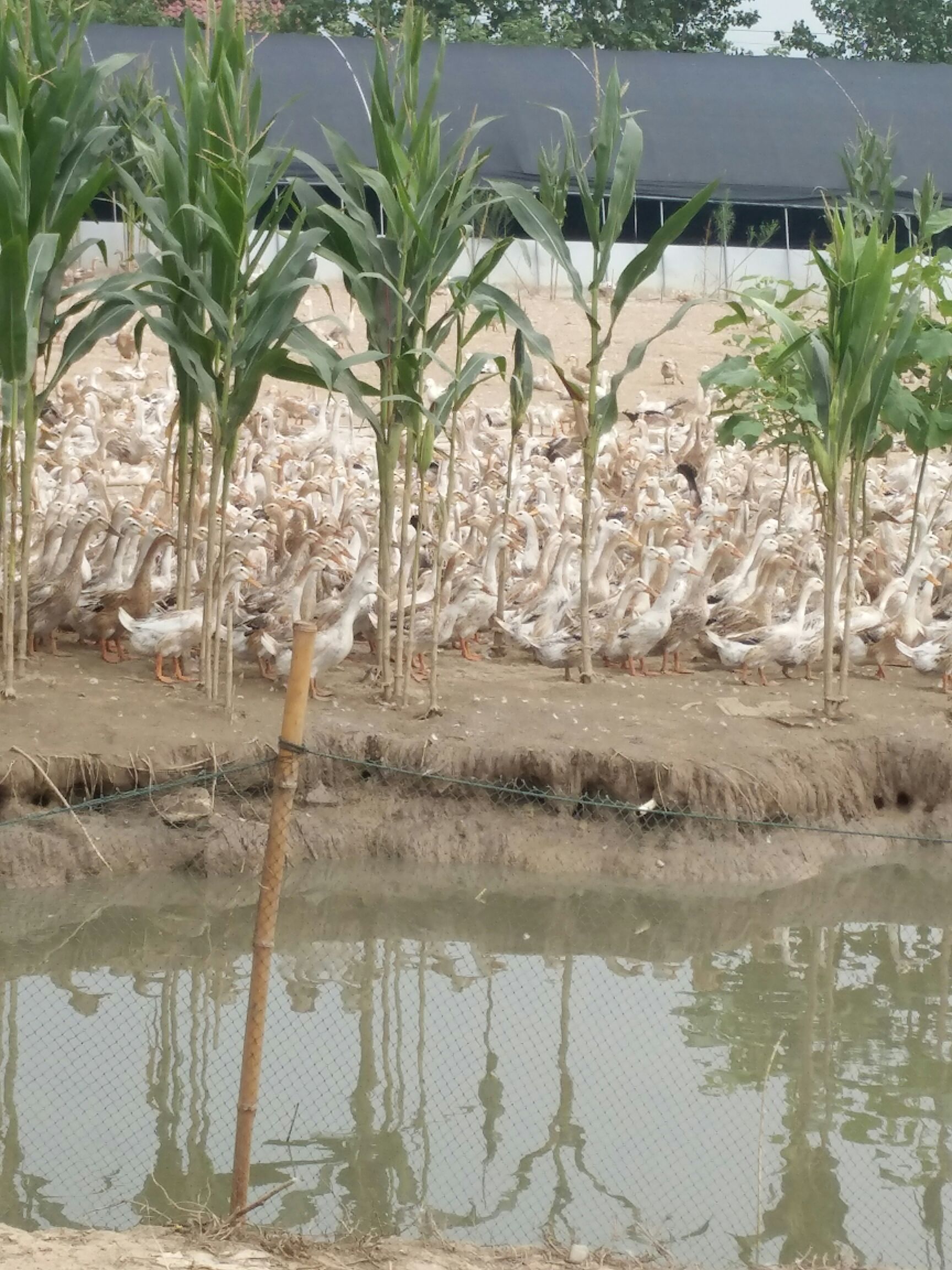 100多天的白羽青壳蛋鸭,现在已经开始在产蛋了