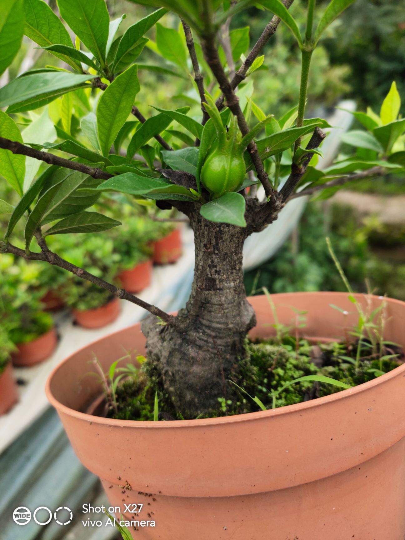 供应大厅  苗木花草  栀子花   收藏 分享