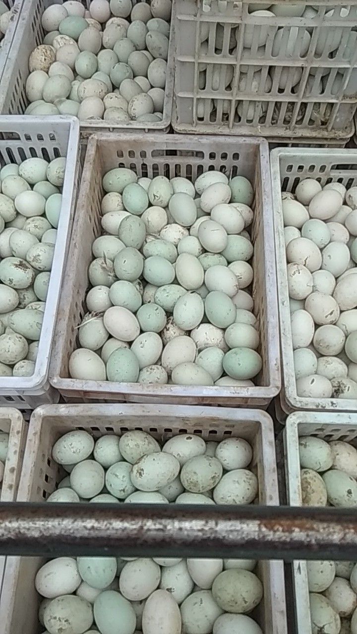 白羽青壳鸭蛋 食用 箱装