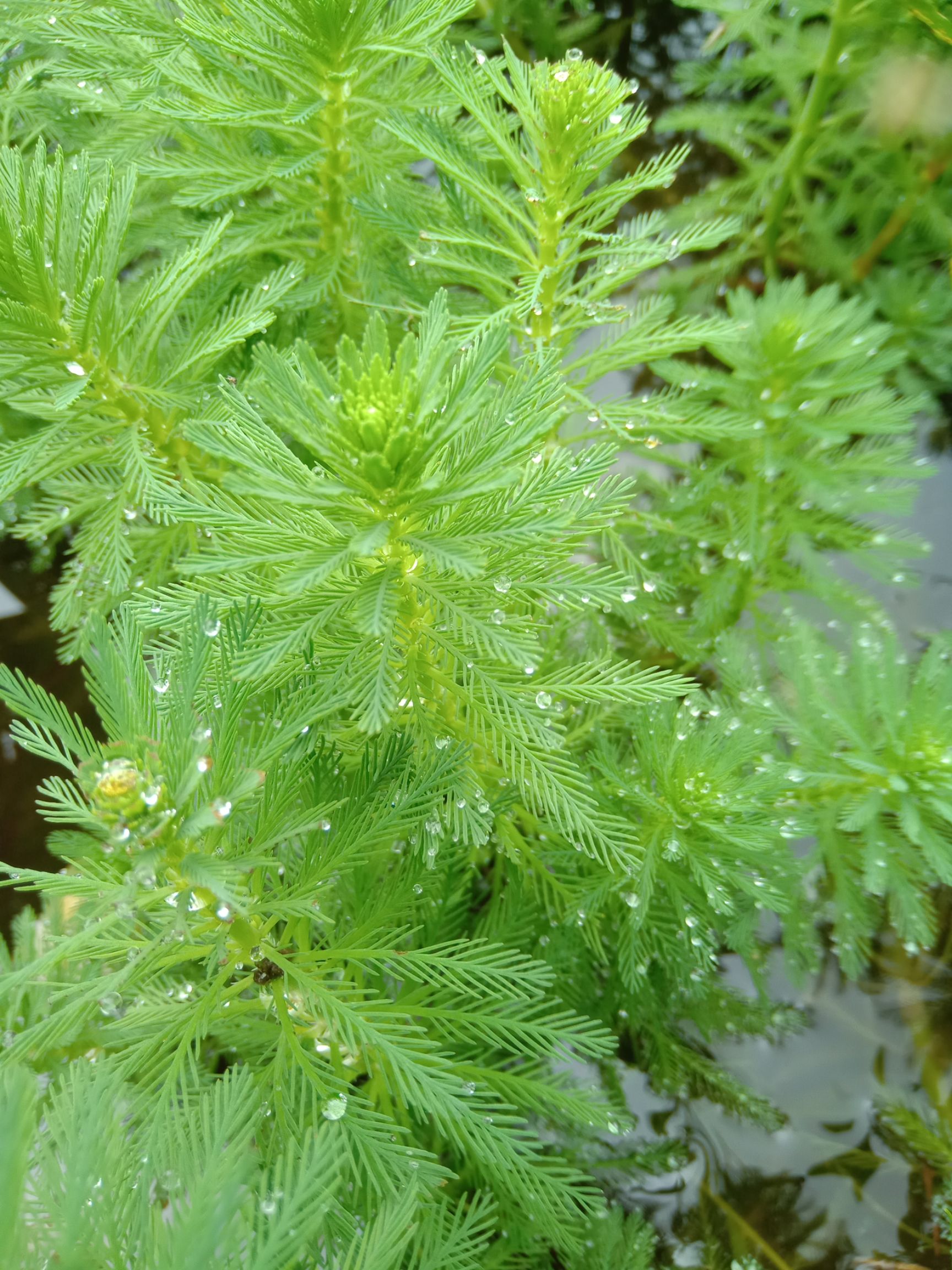 狐尾藻苗