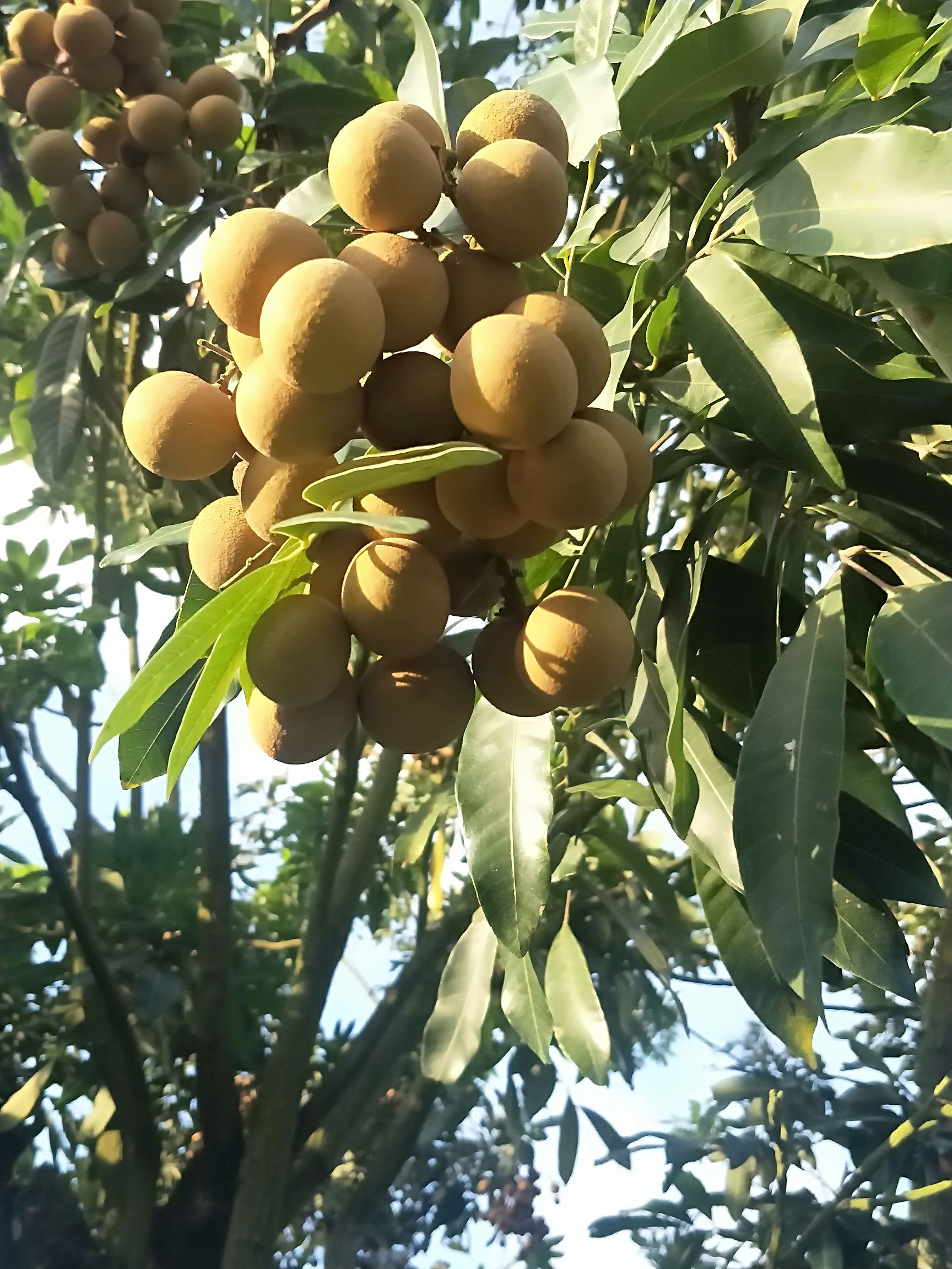 储良广眼 又大又甜的储良