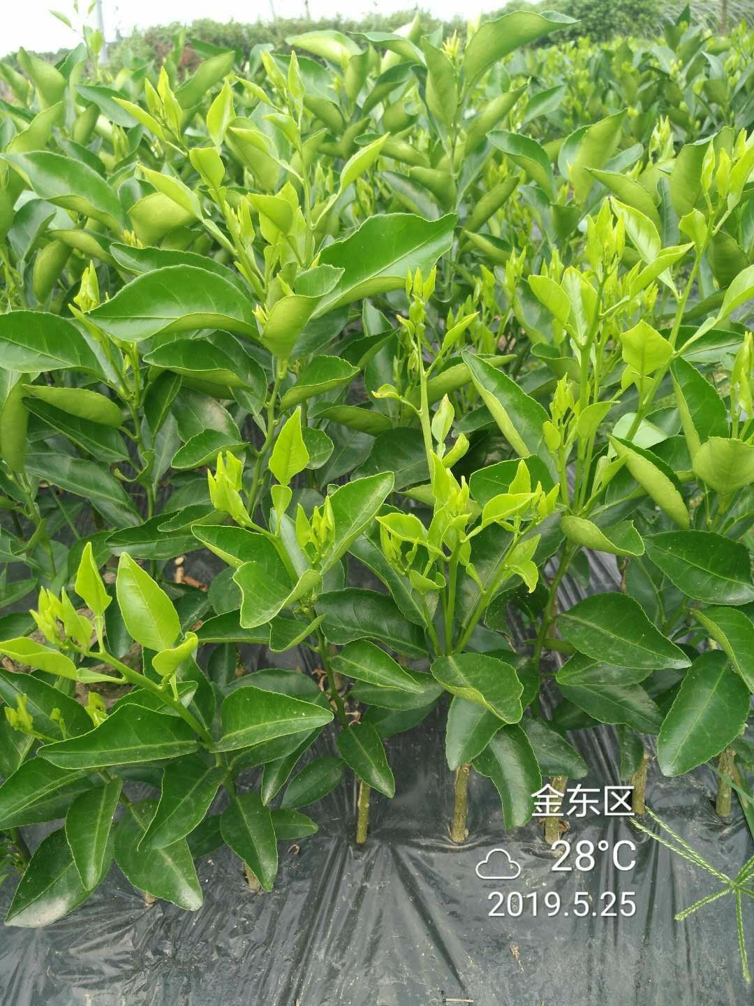 爱媛柑桔苗 红美人爱媛28号柑橘苗桔苗嫁接苗 自产自销果树苗0.5-1米