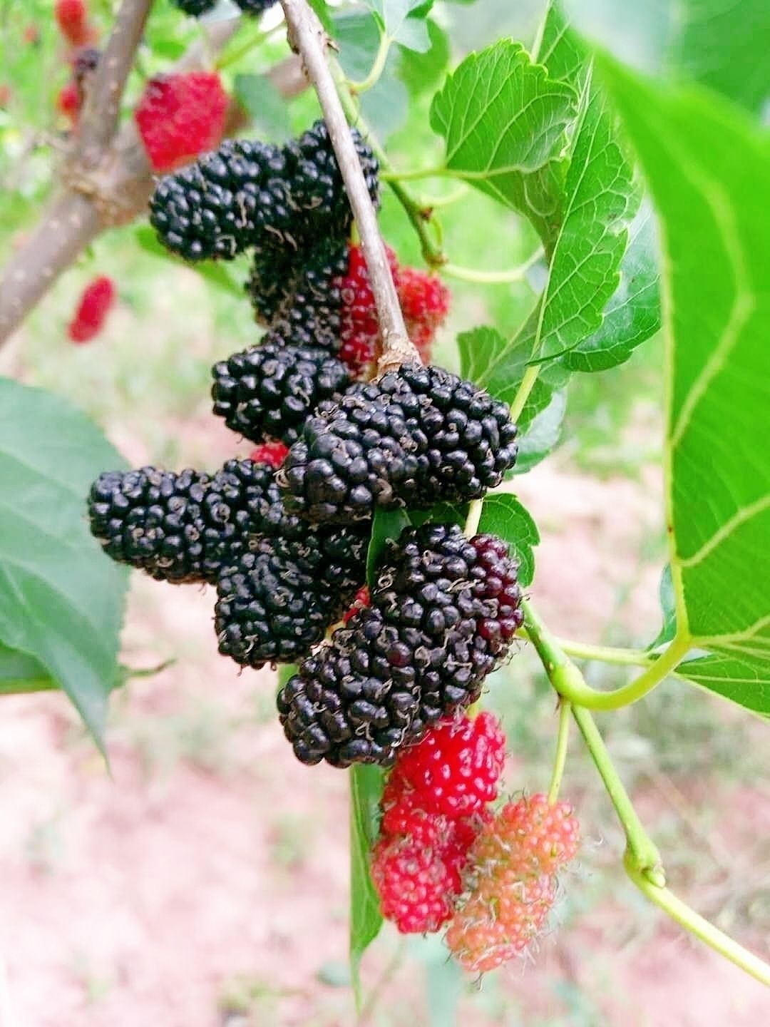 无籽大十果桑苗 果桑大十桑葚树苗四季果桑大白珍珠桑苗
