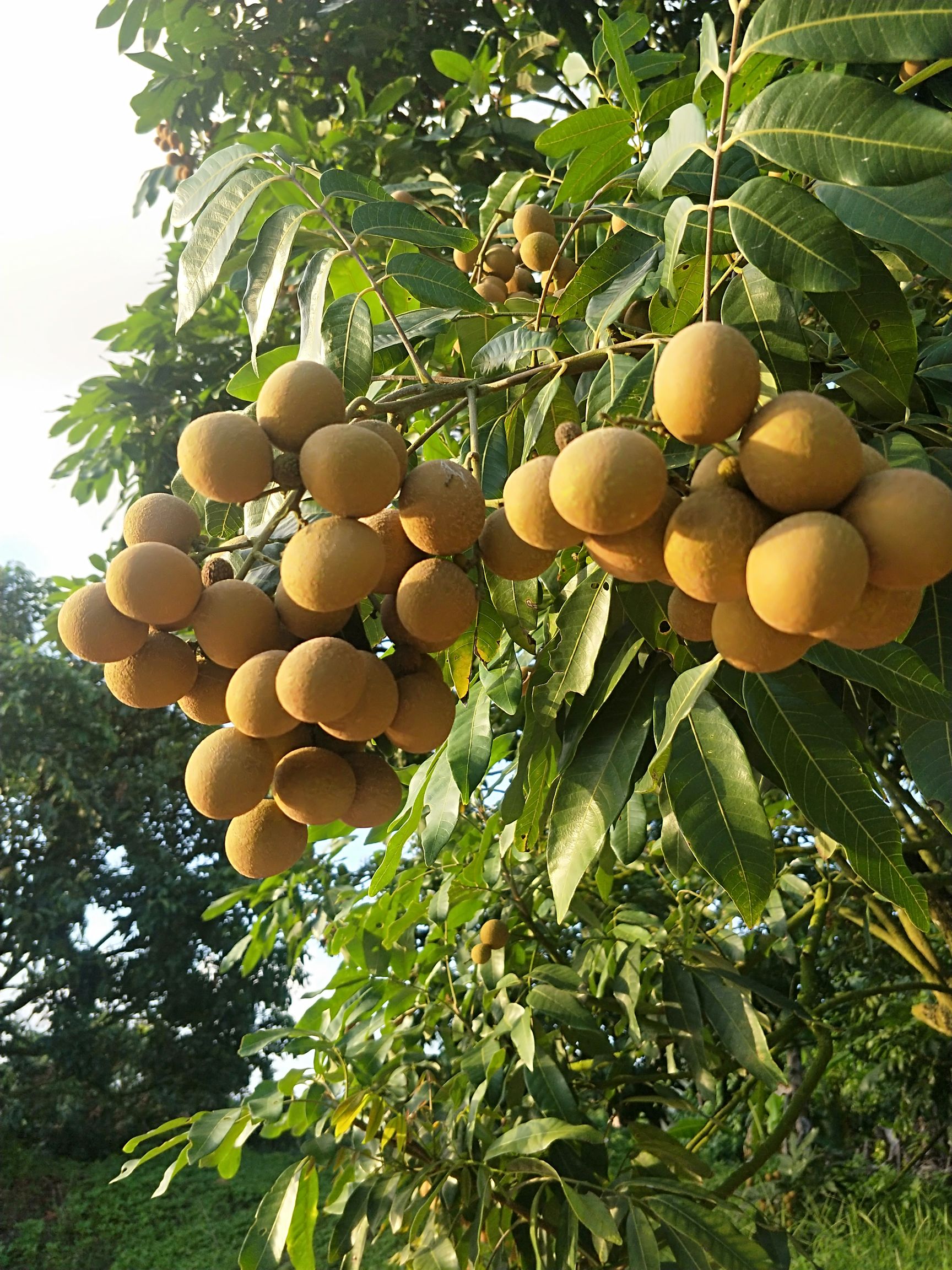 储良广眼 又大又甜的储良