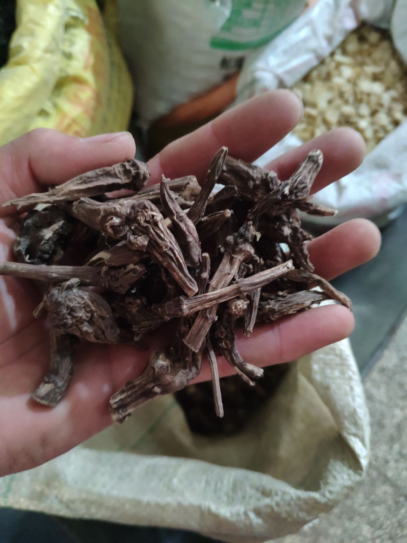 东北草乌,新疆草乌,陕西草乌,膏药专用