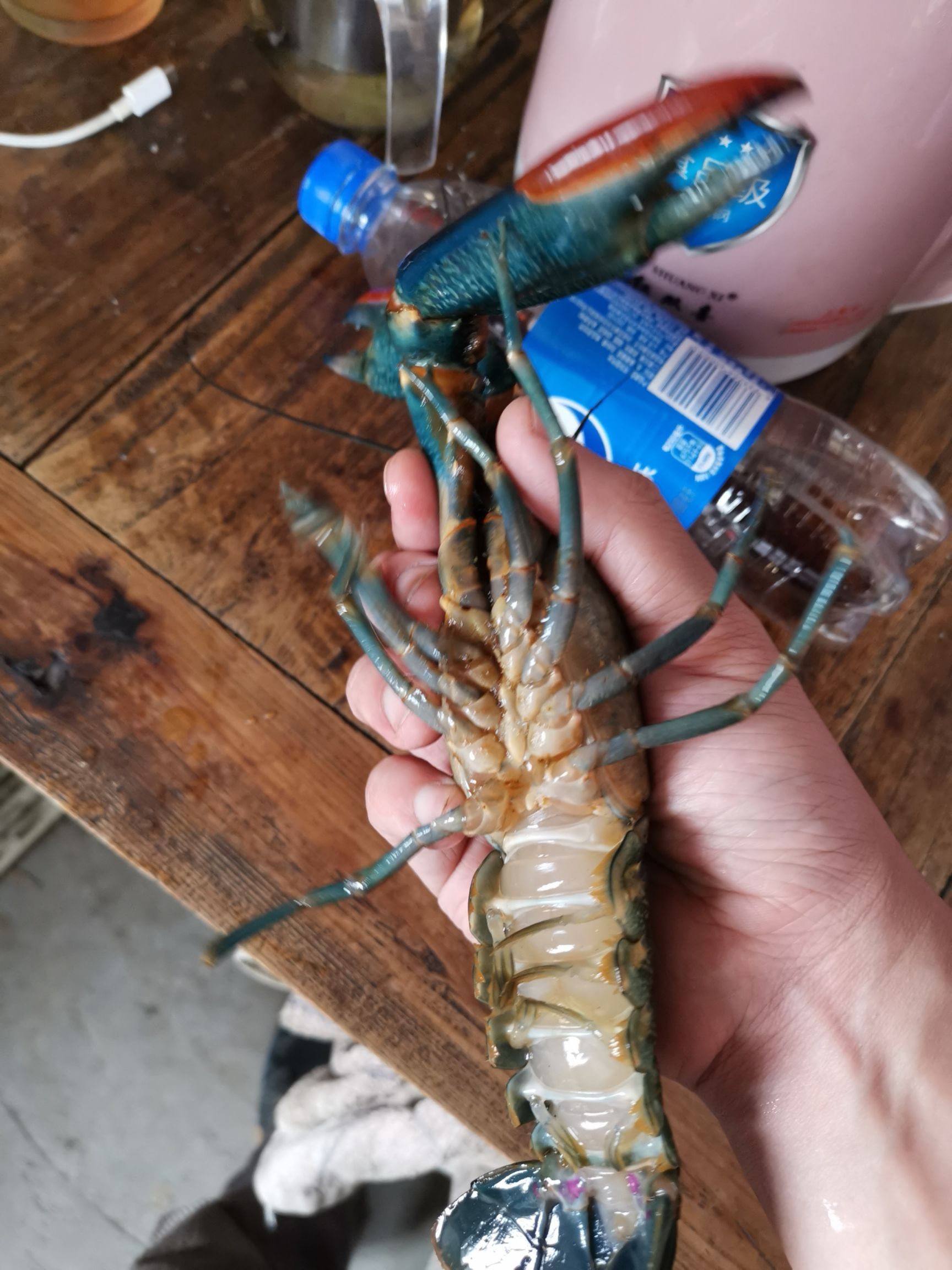 澳洲淡水龙虾
